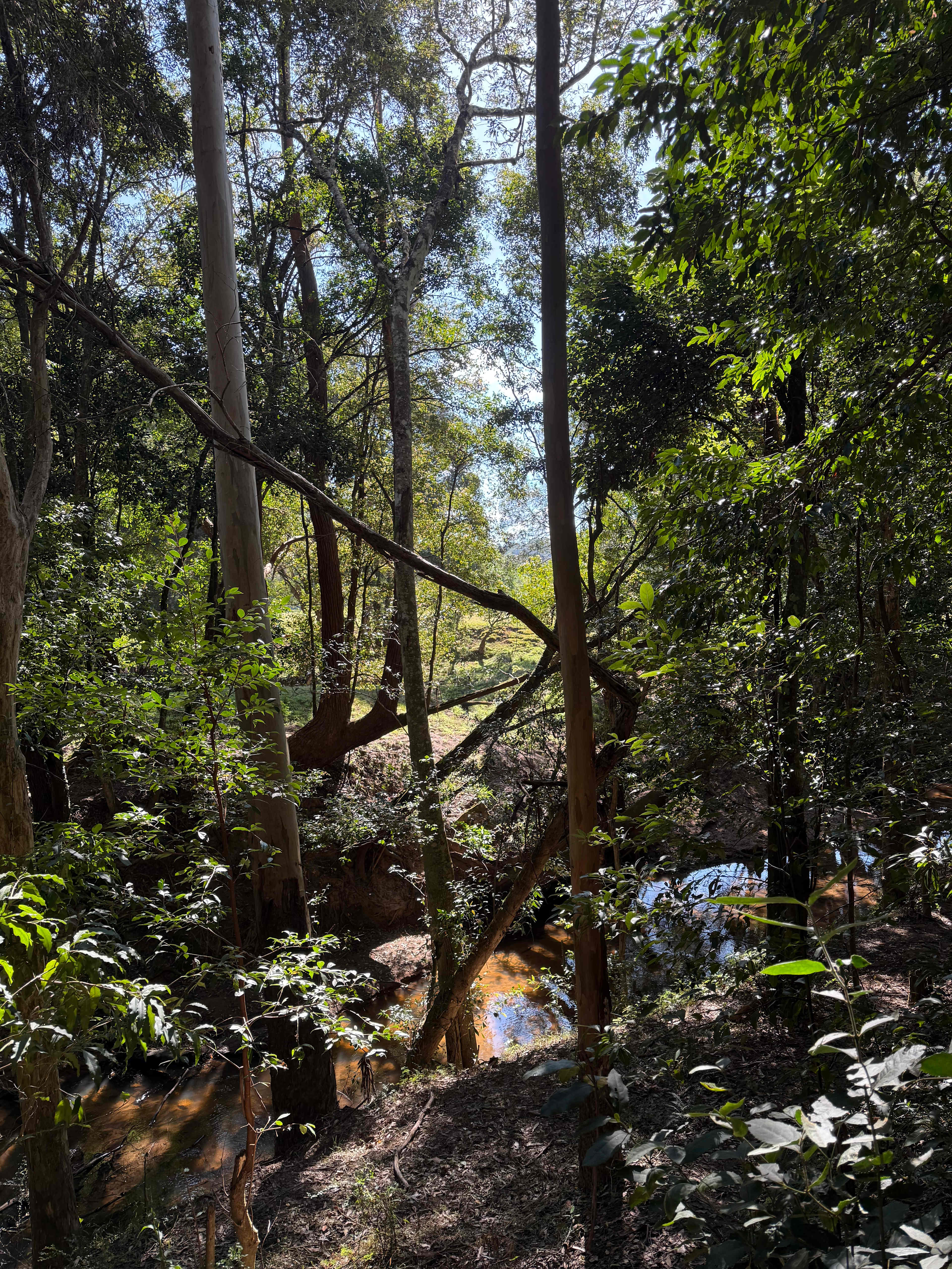 Bunyip's Camp