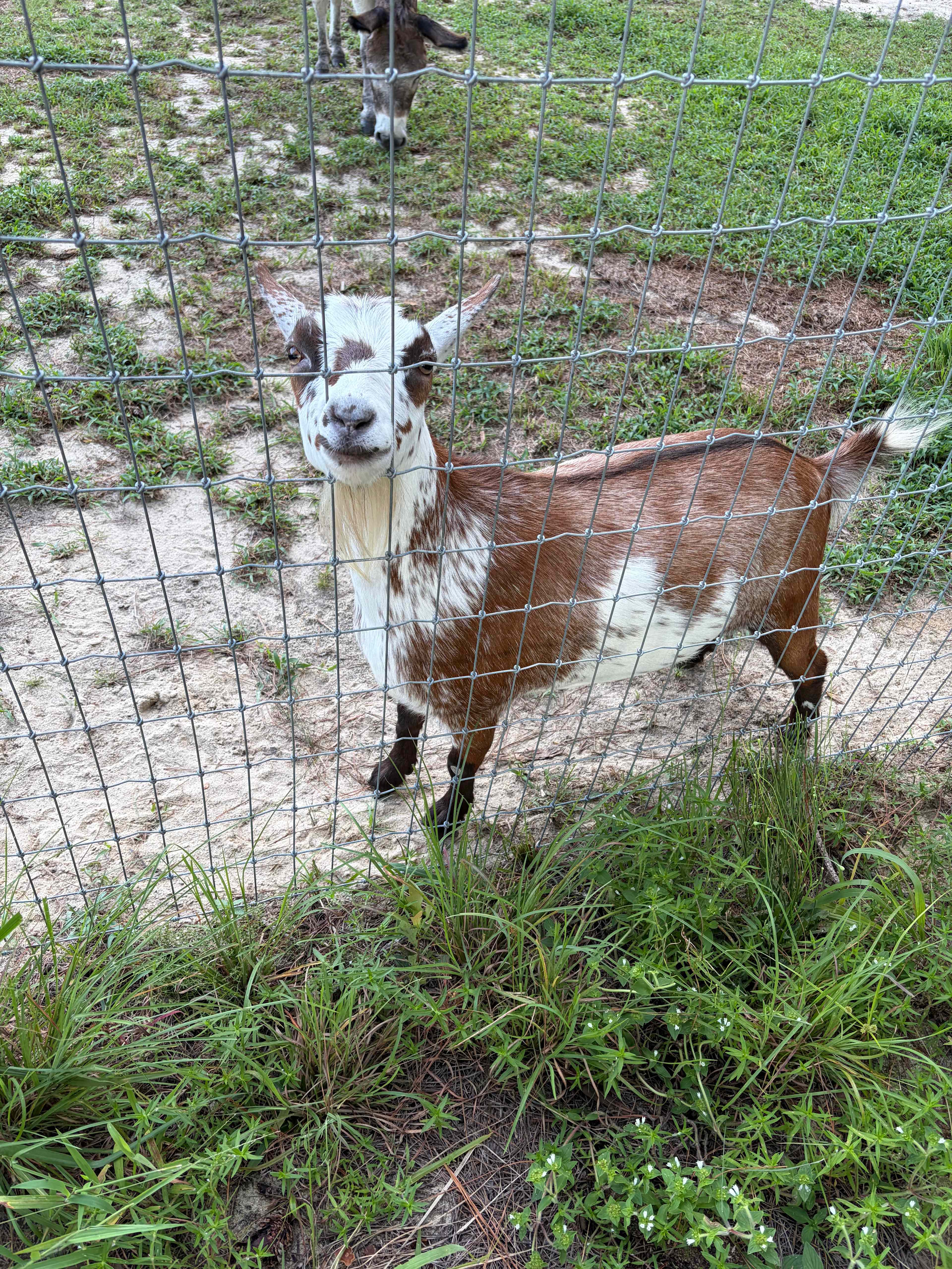 Idlewild Farm Stays