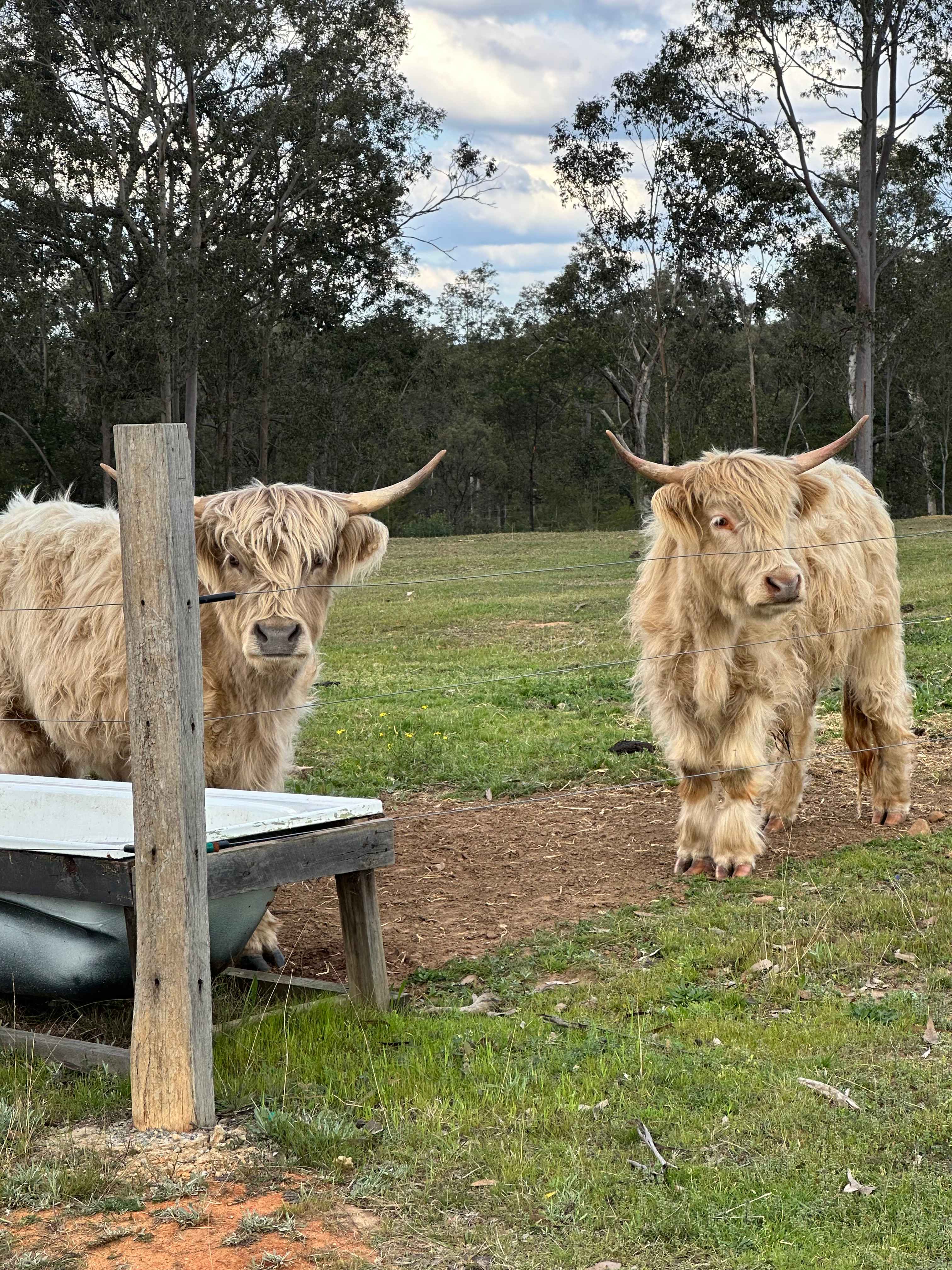 Eeyore And Snore Hunter Valley