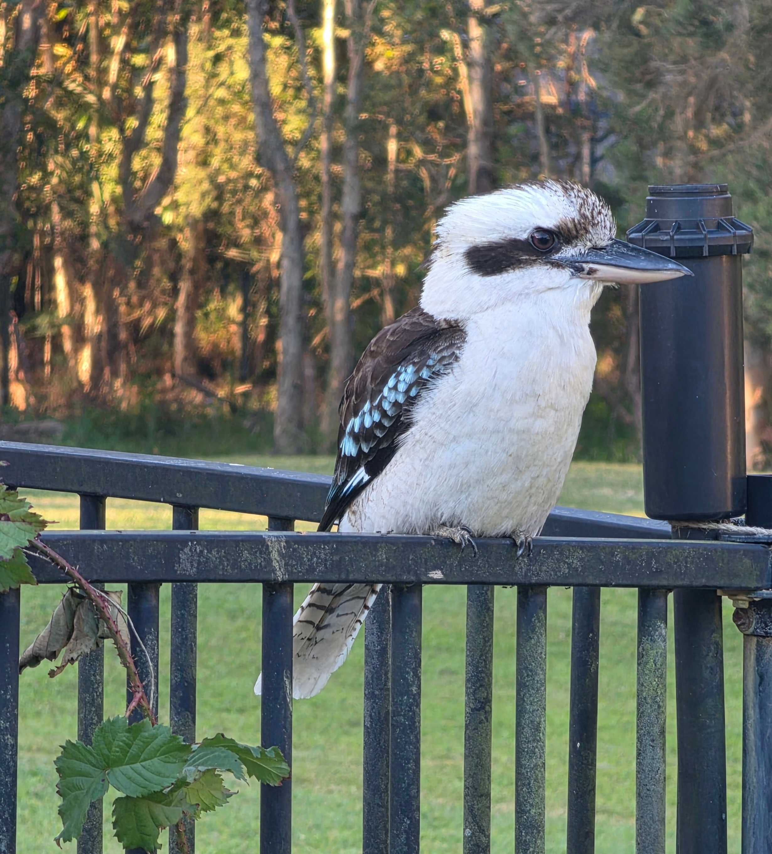 Elimbah - Caboolture