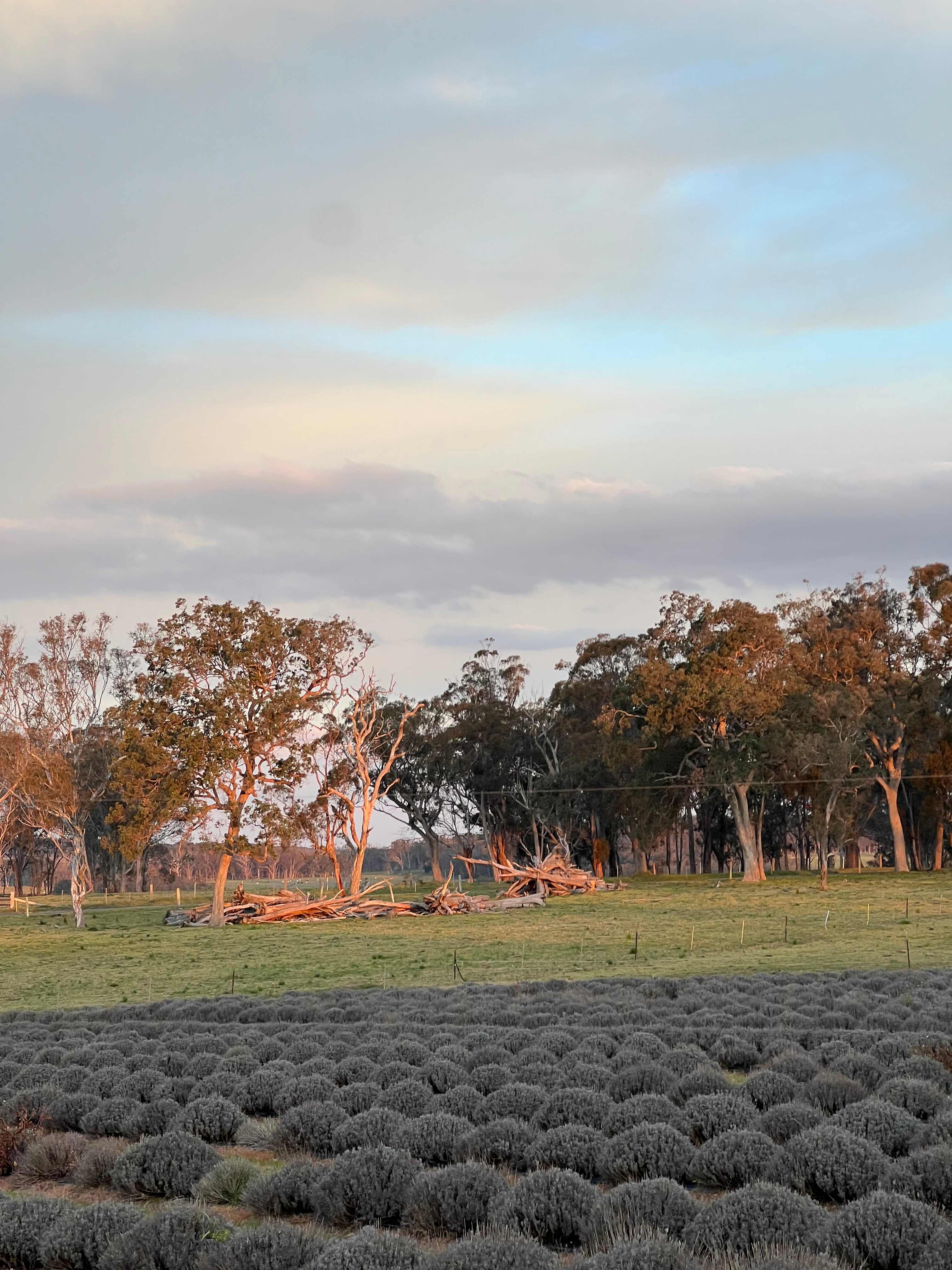 Aloomba Lavender Farm