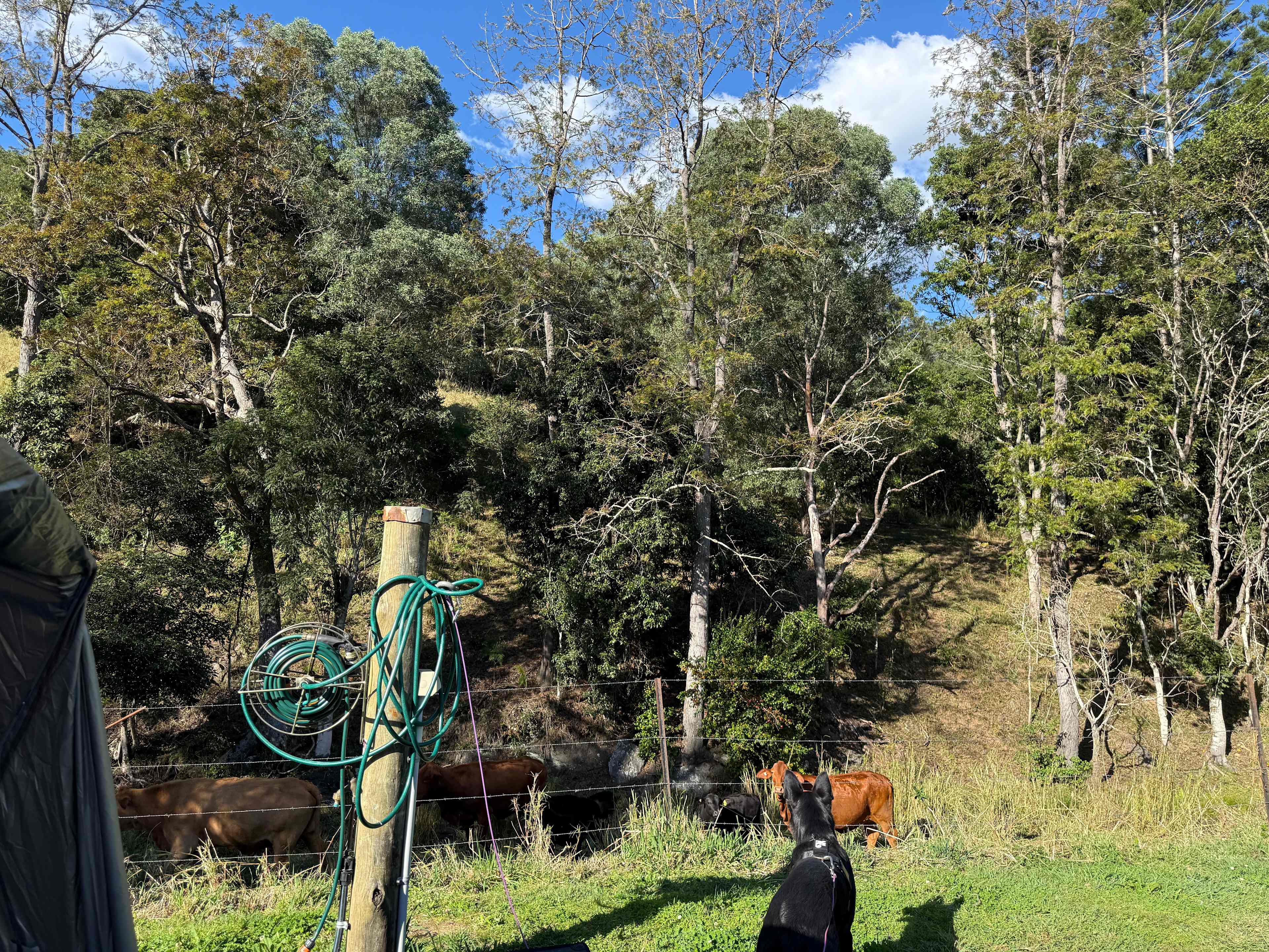 Mackenzie Creek Campsite