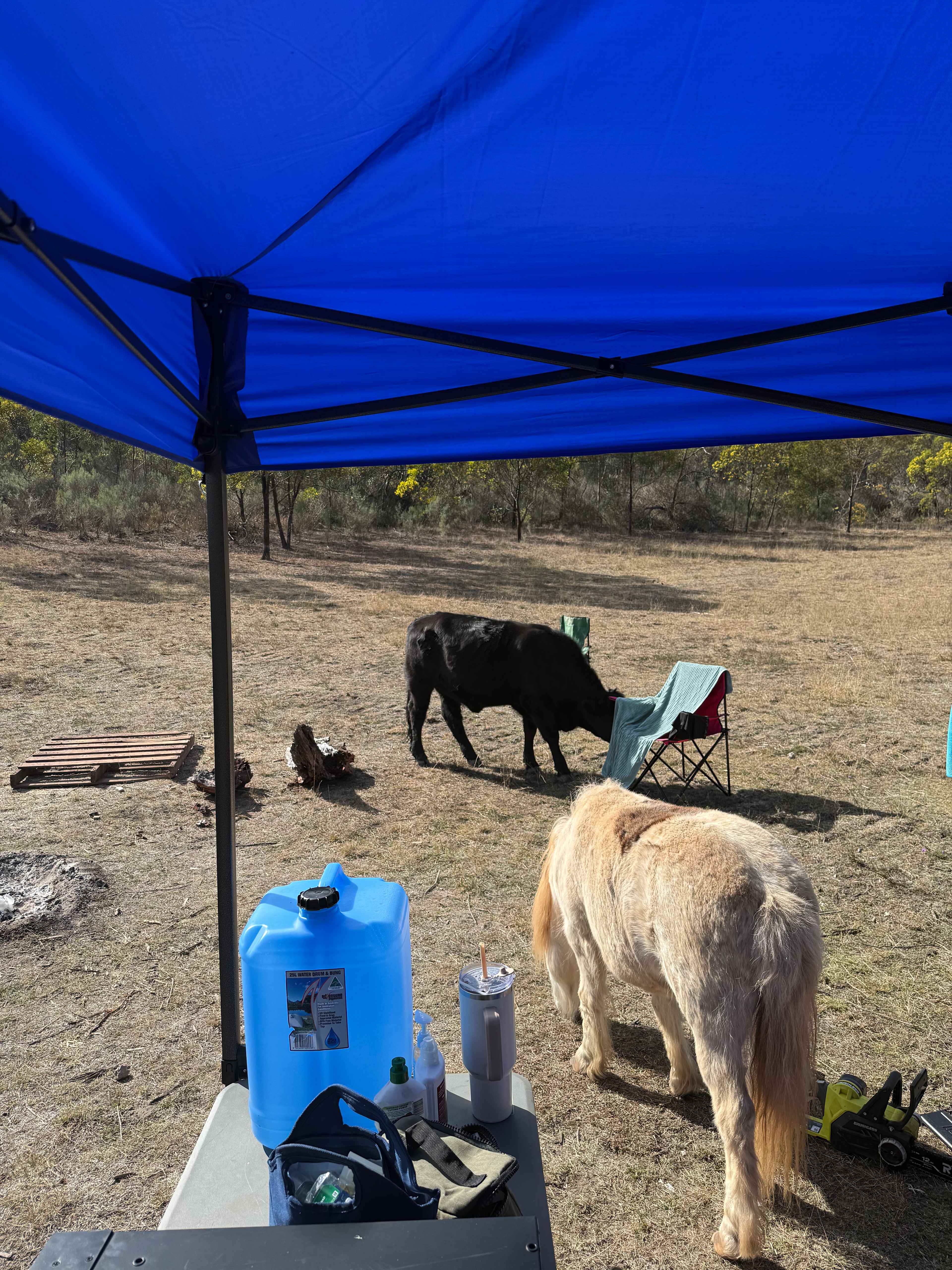 Deacin Camp