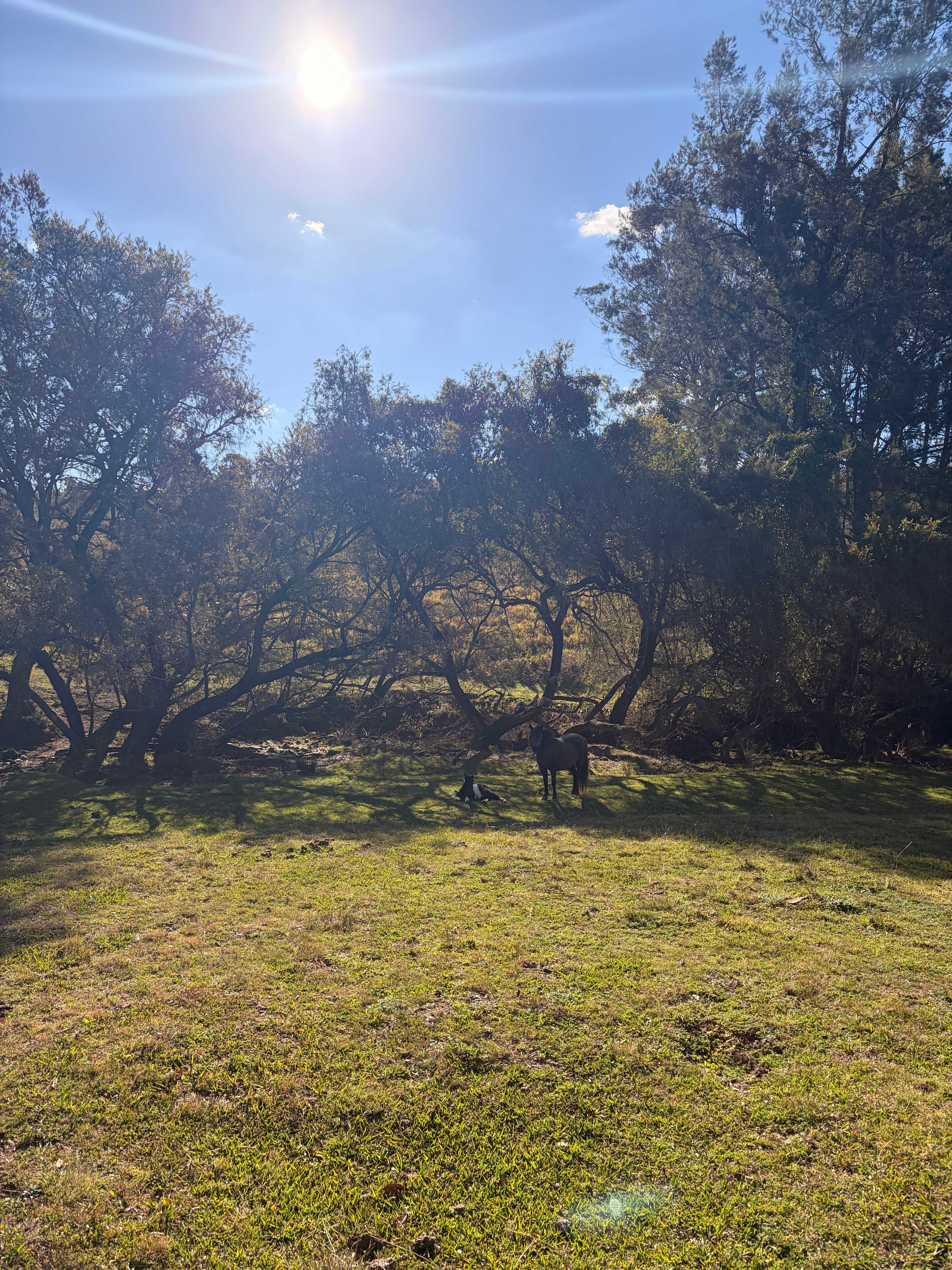 Tinara, 200 acre cattle farm 