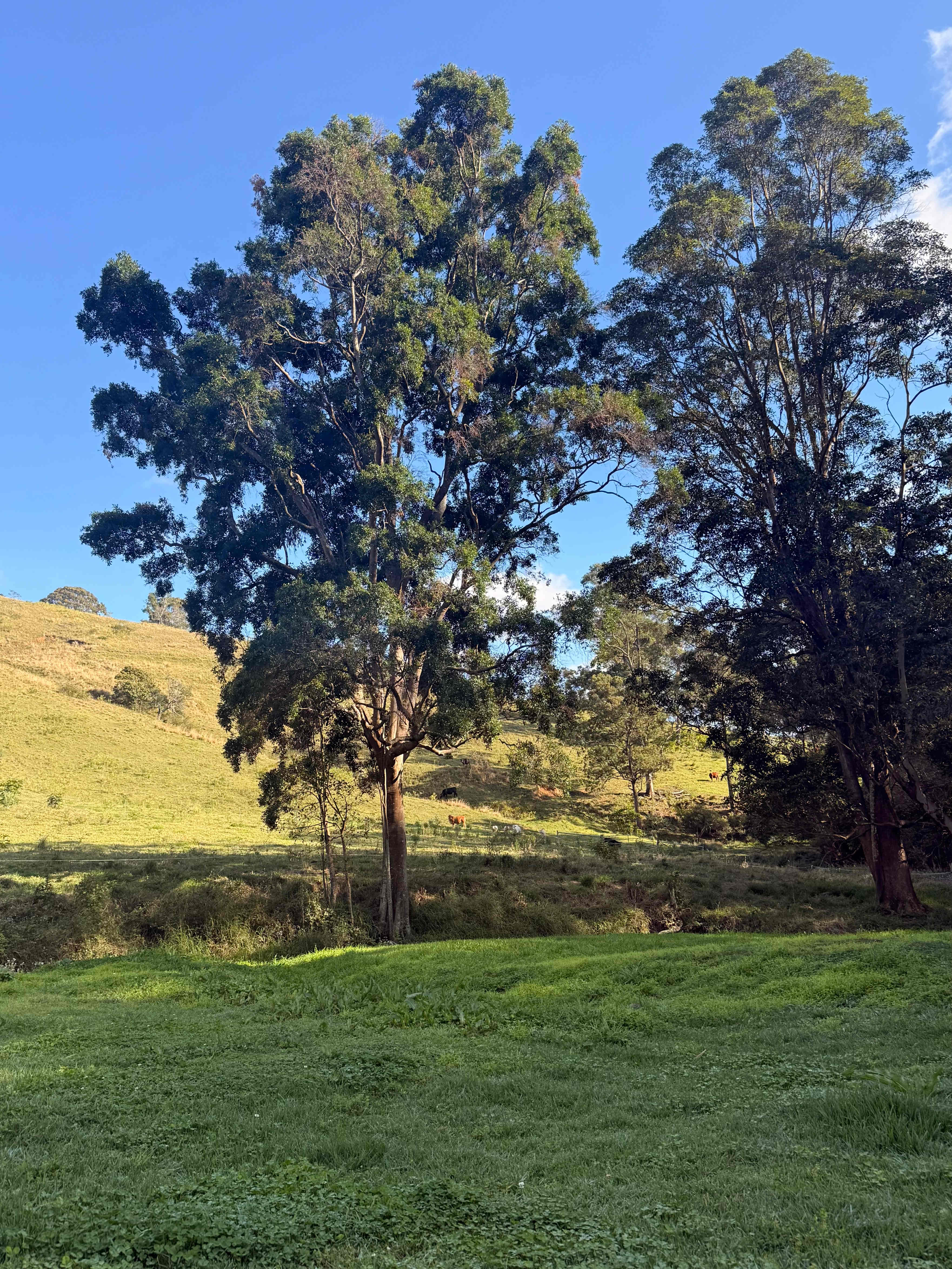 Coorie Vale