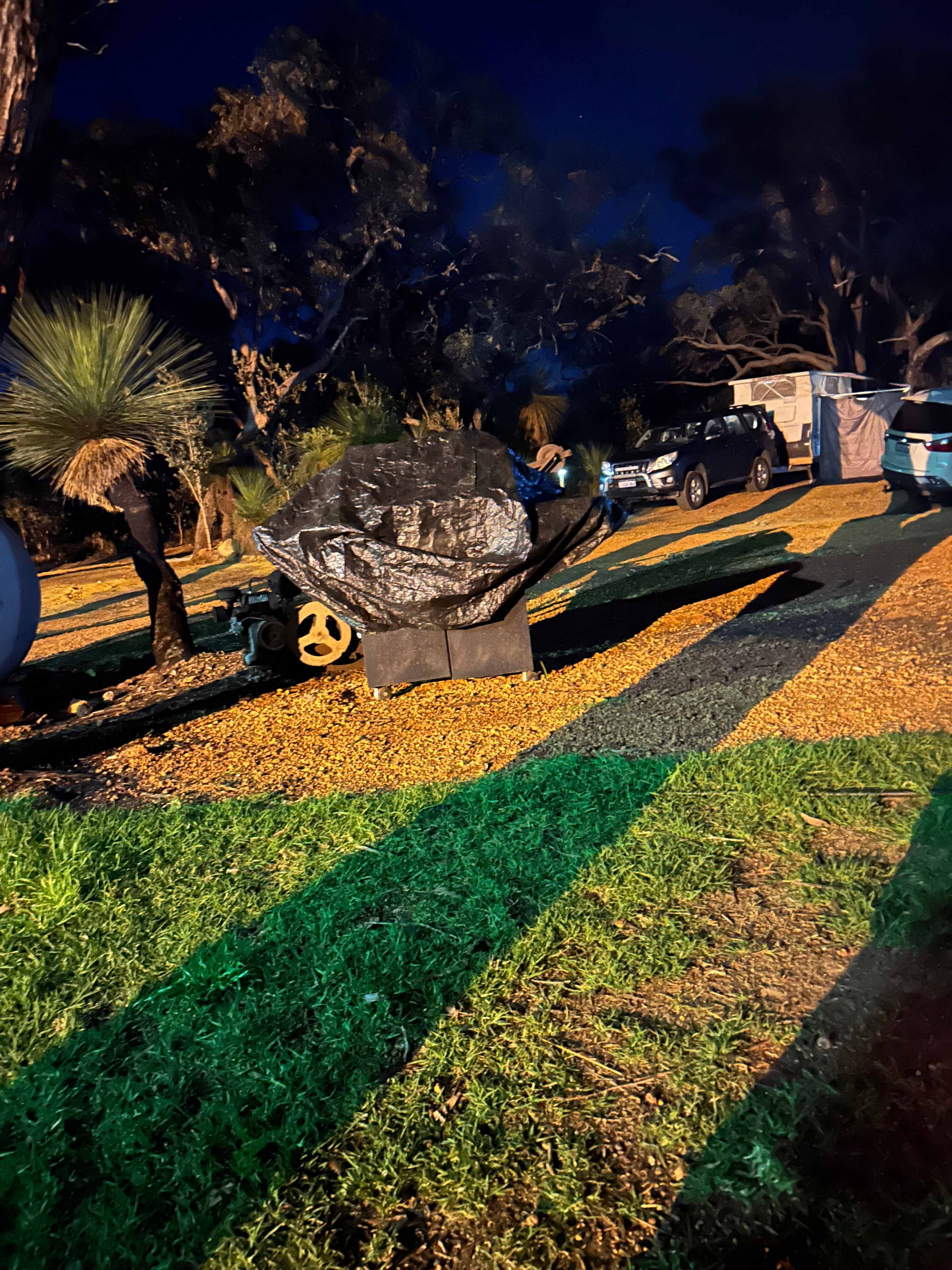 Evergreen Bush Stayz