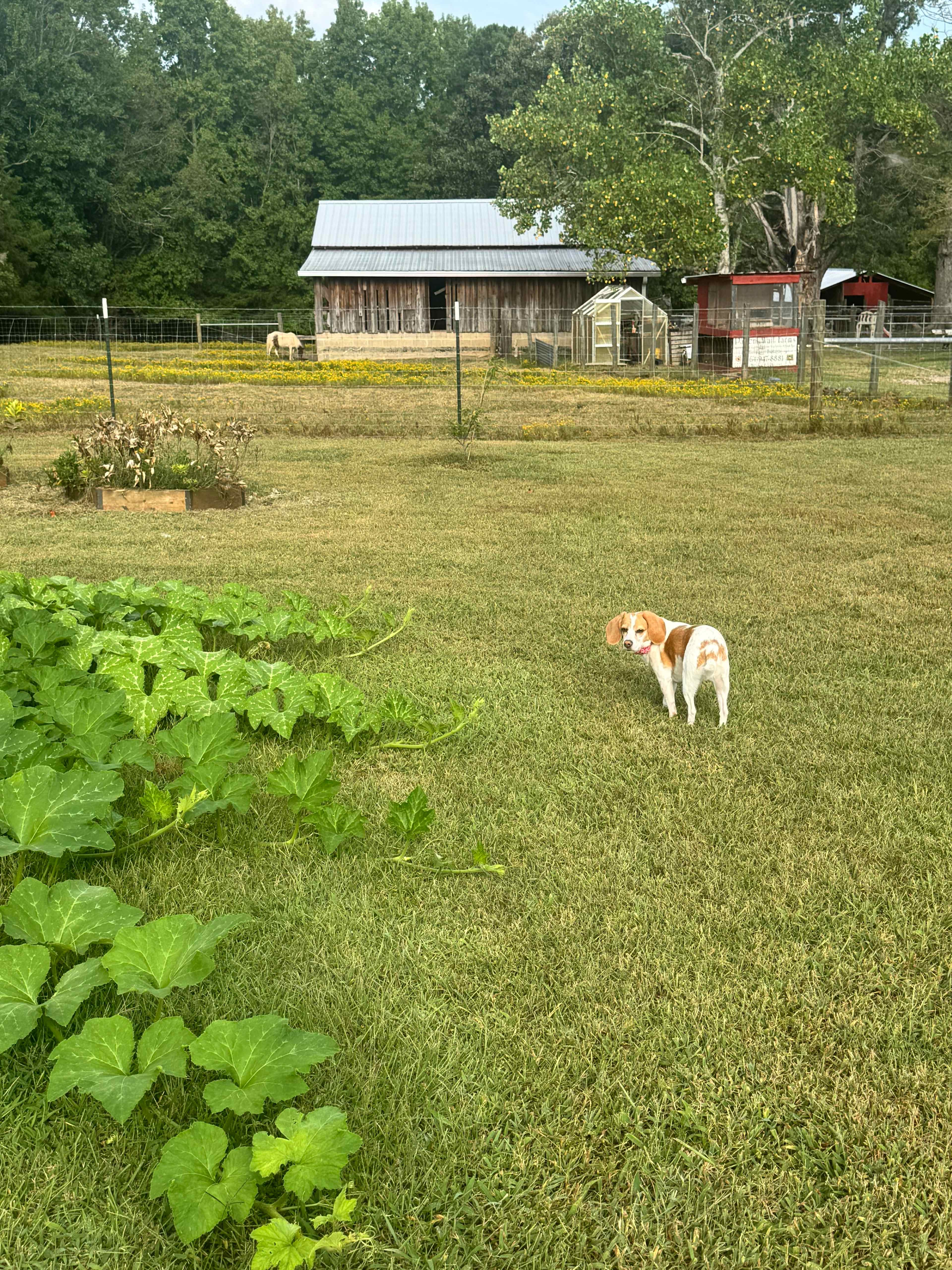 Patient Wait Regenerative Farm