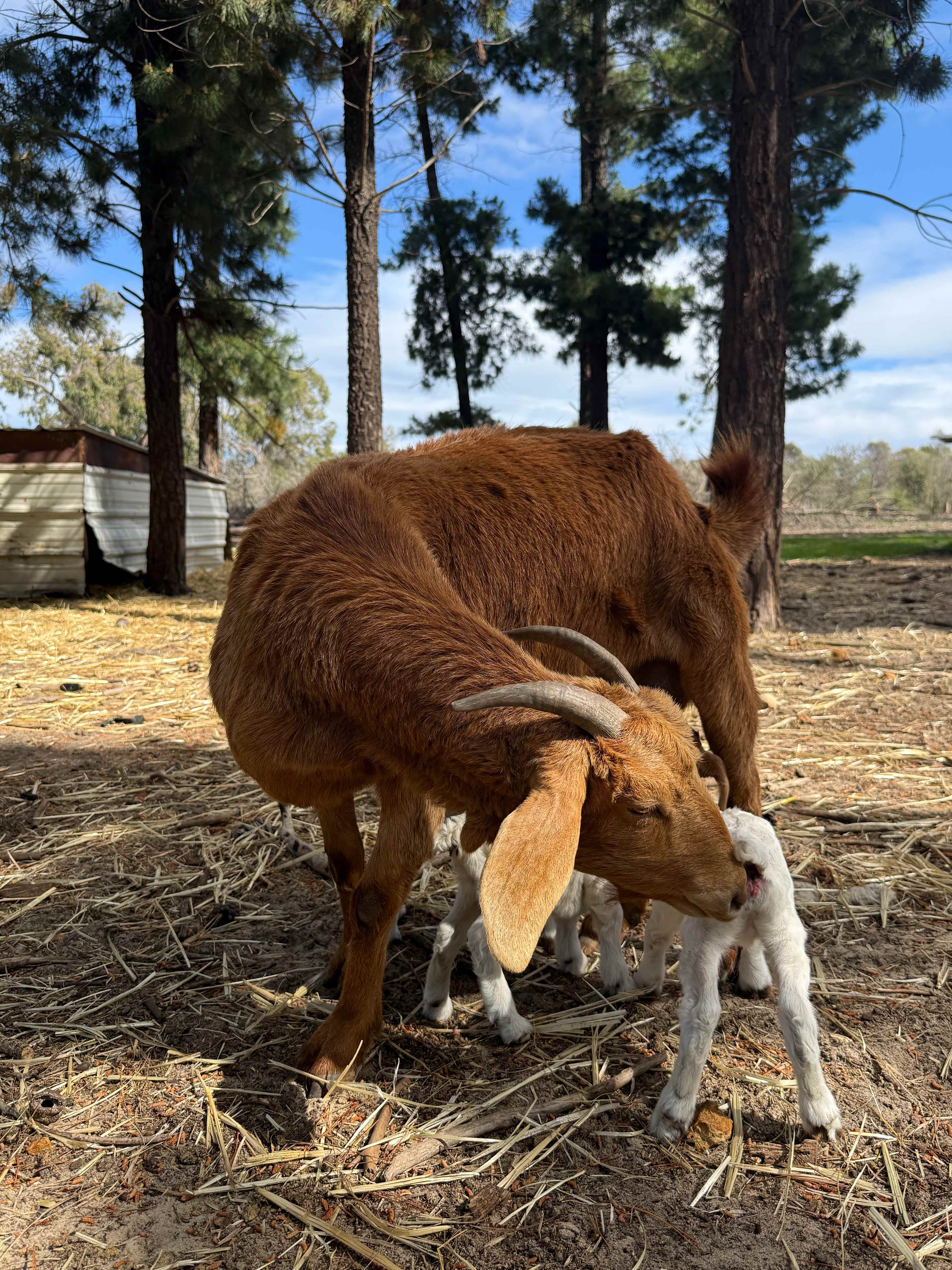 Baby goats were born the day before our arrival. So cute! 