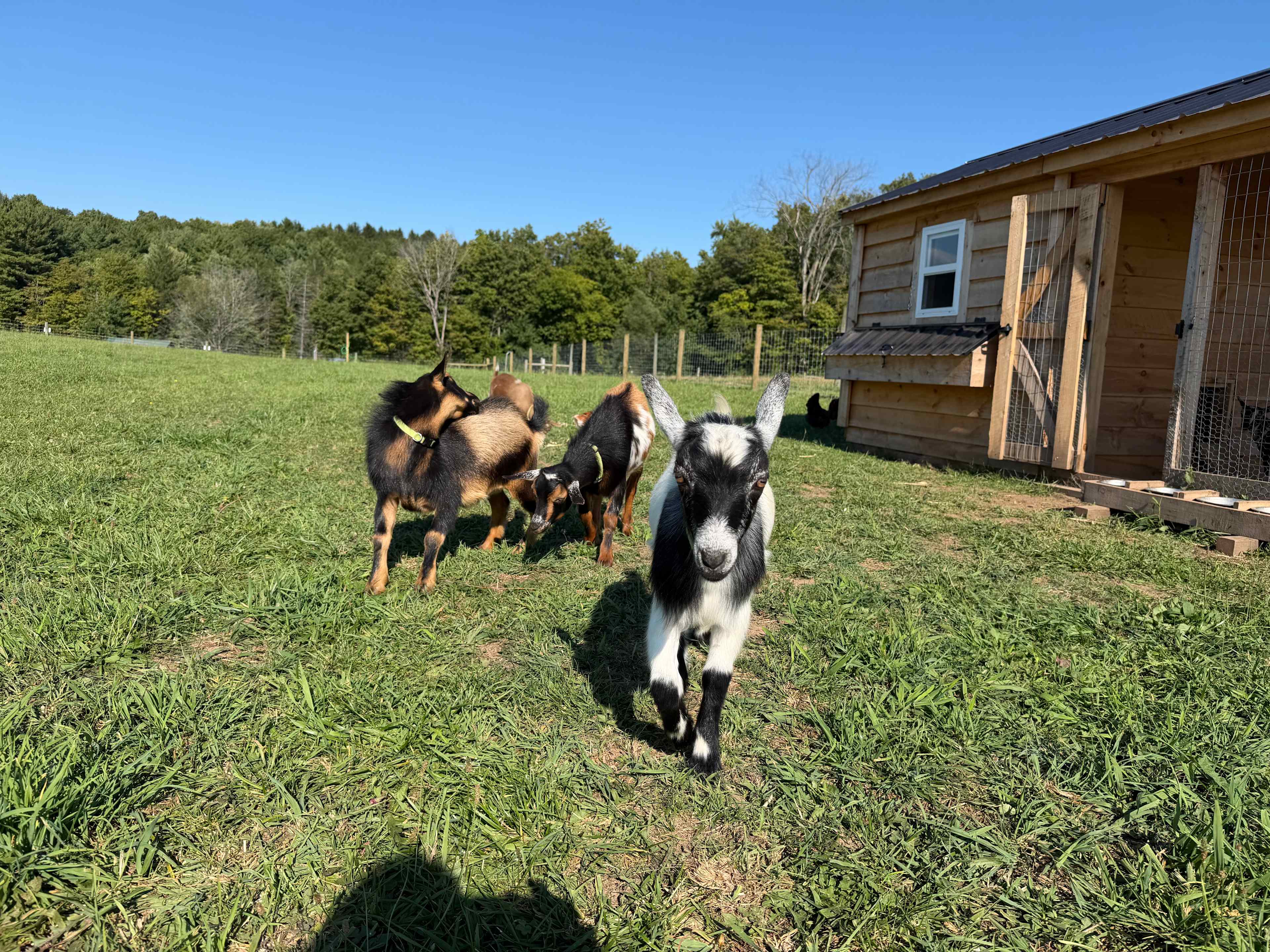 Pygmy goats in a petting area!