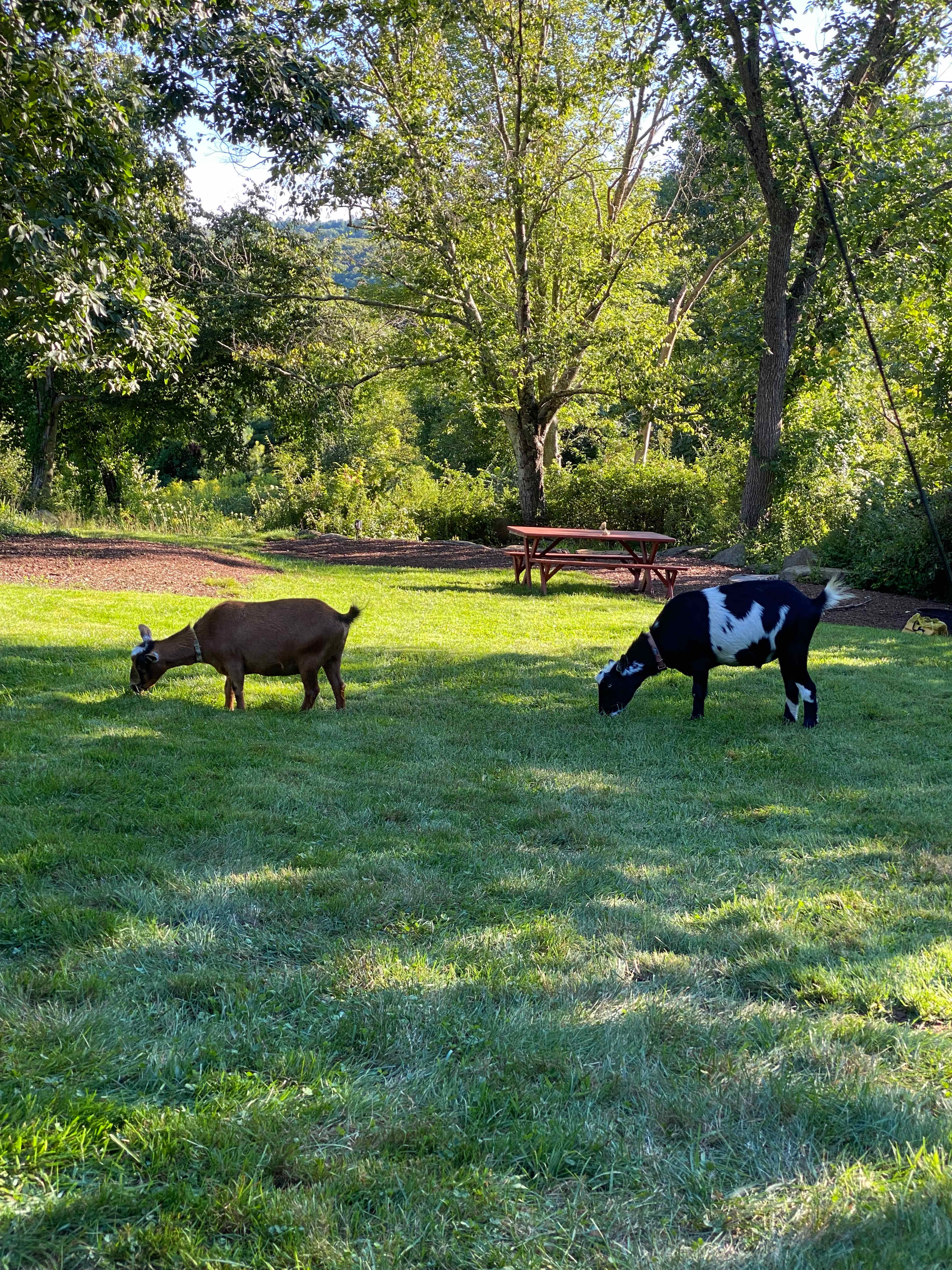 Goats!