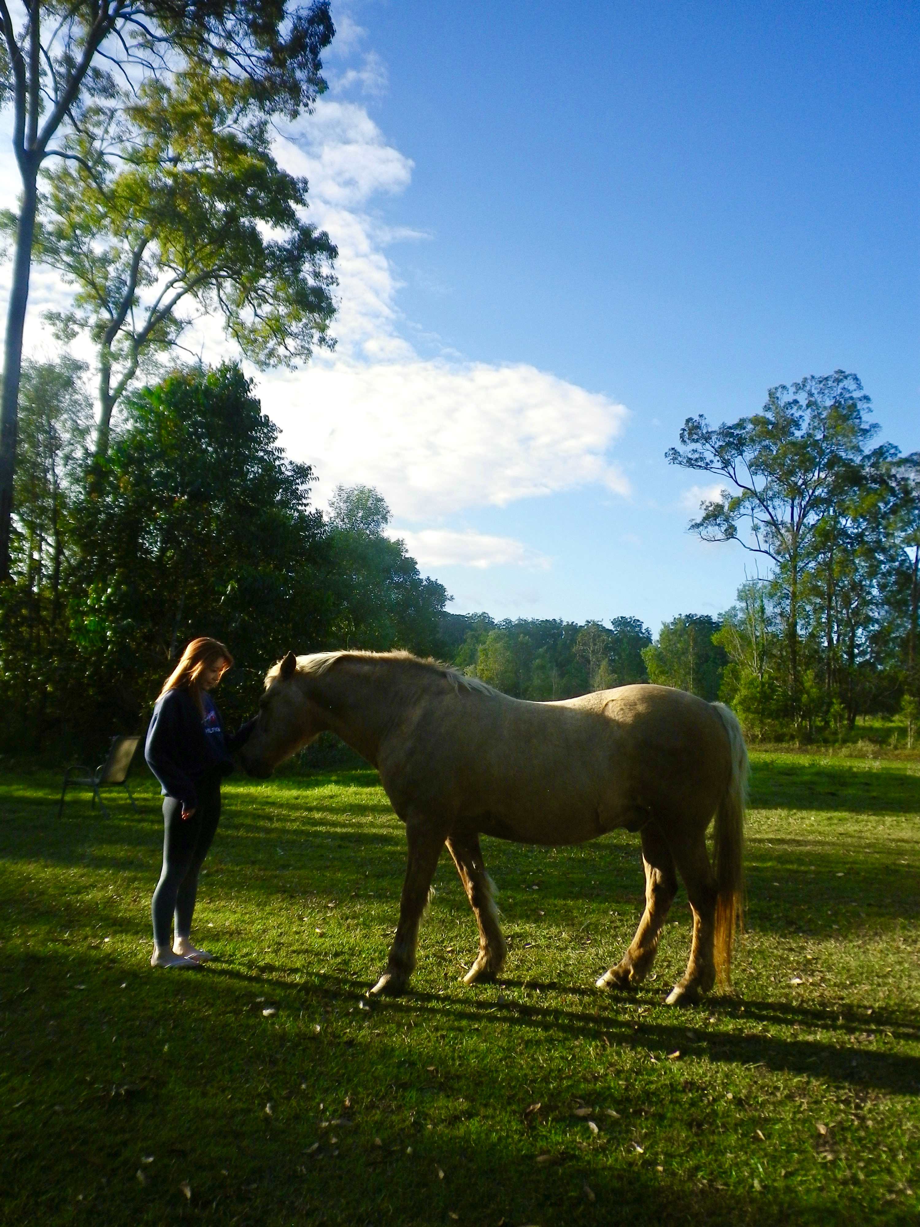 Clyde’s Forest Farm Adventure