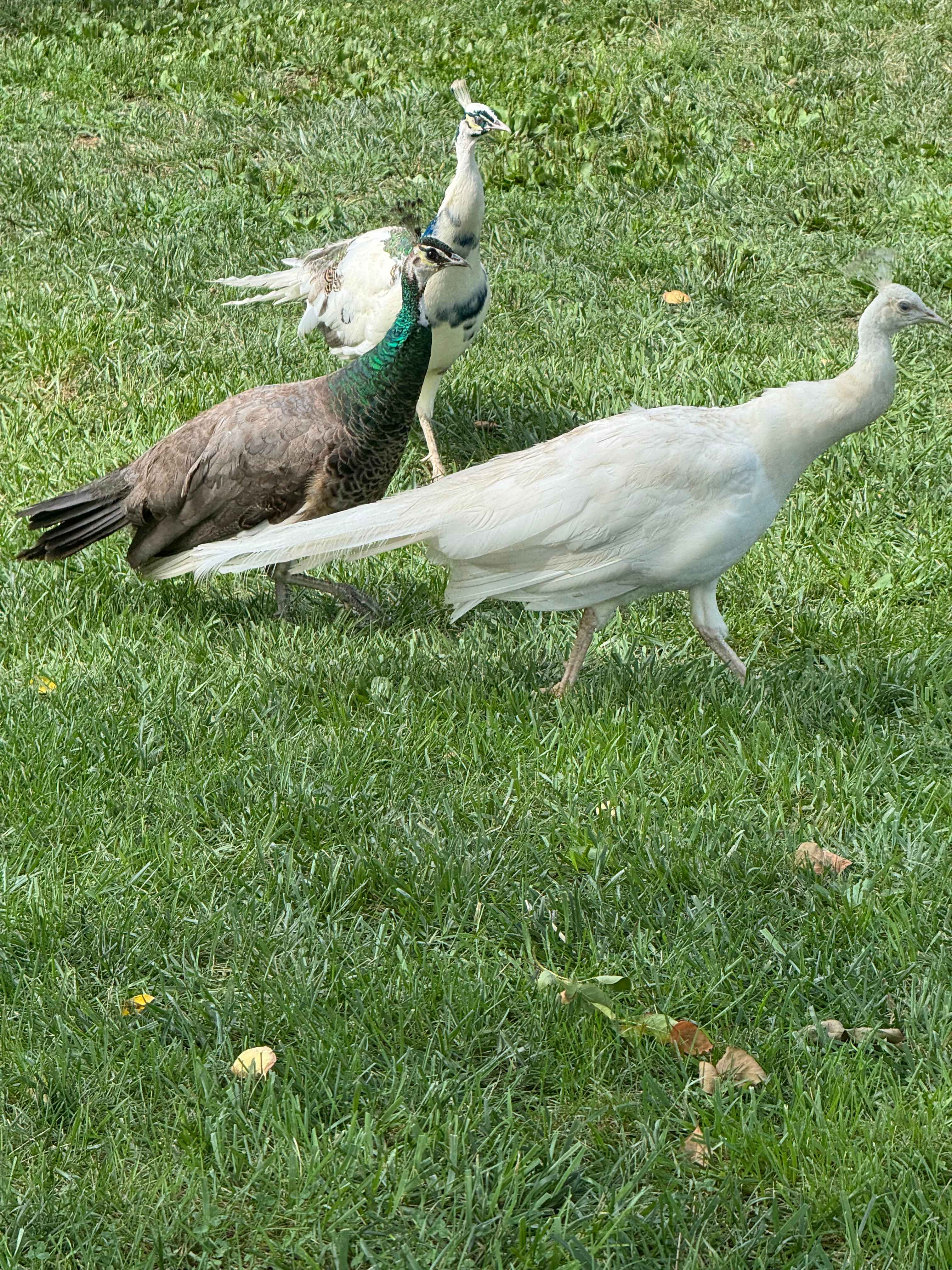 Harmony Lake Farm Park & Playground