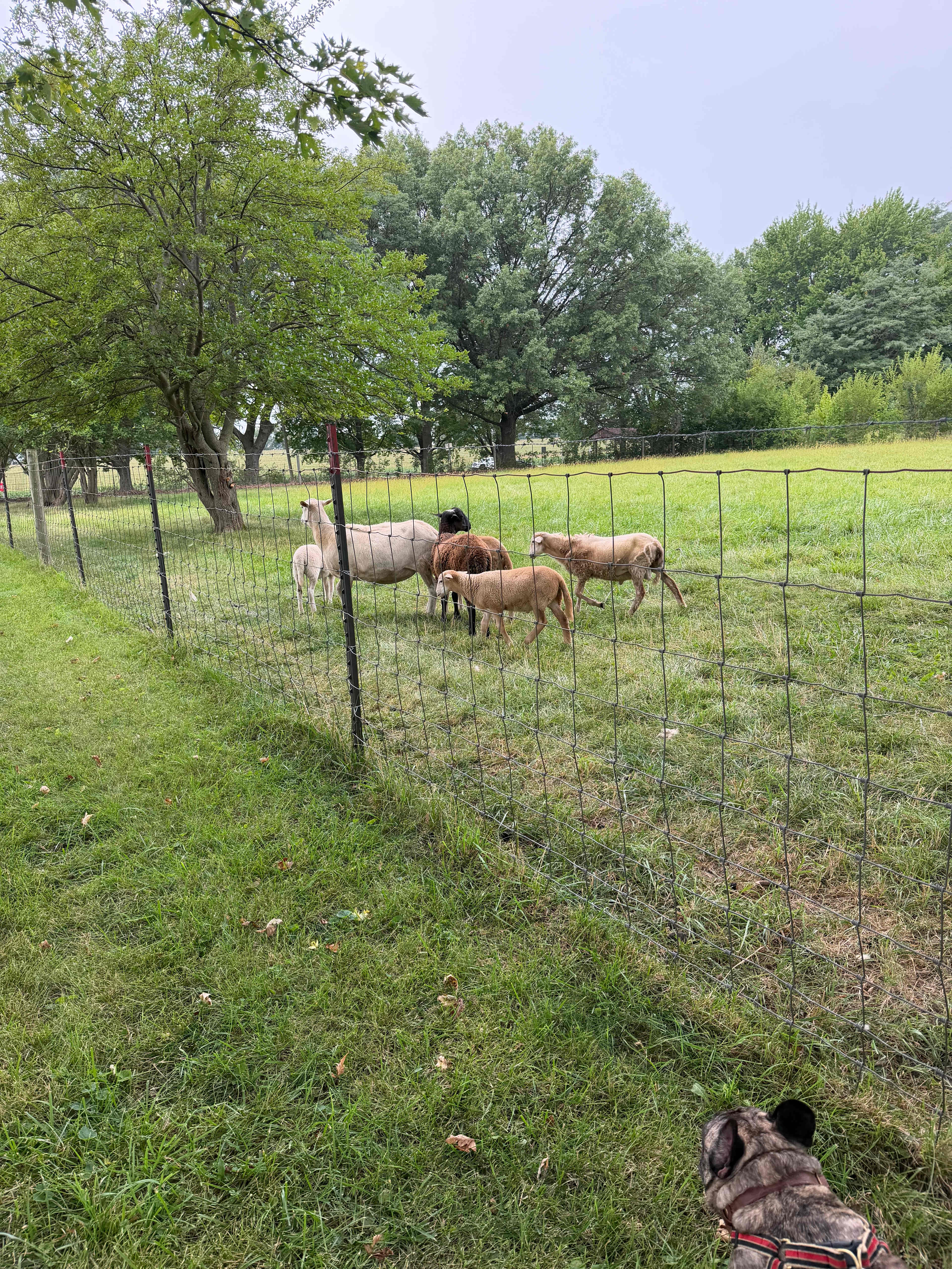 Goatland