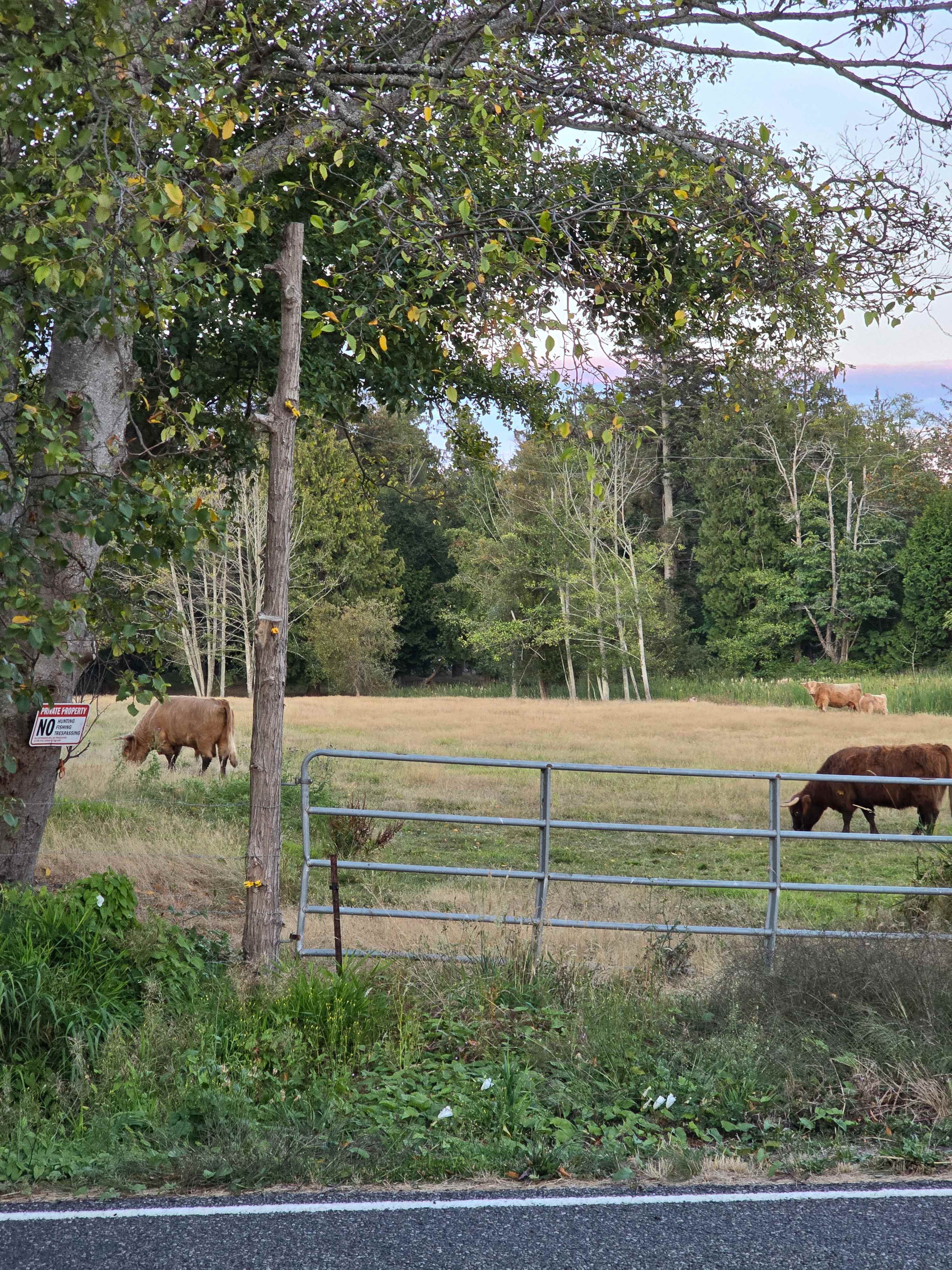 More cows!!!