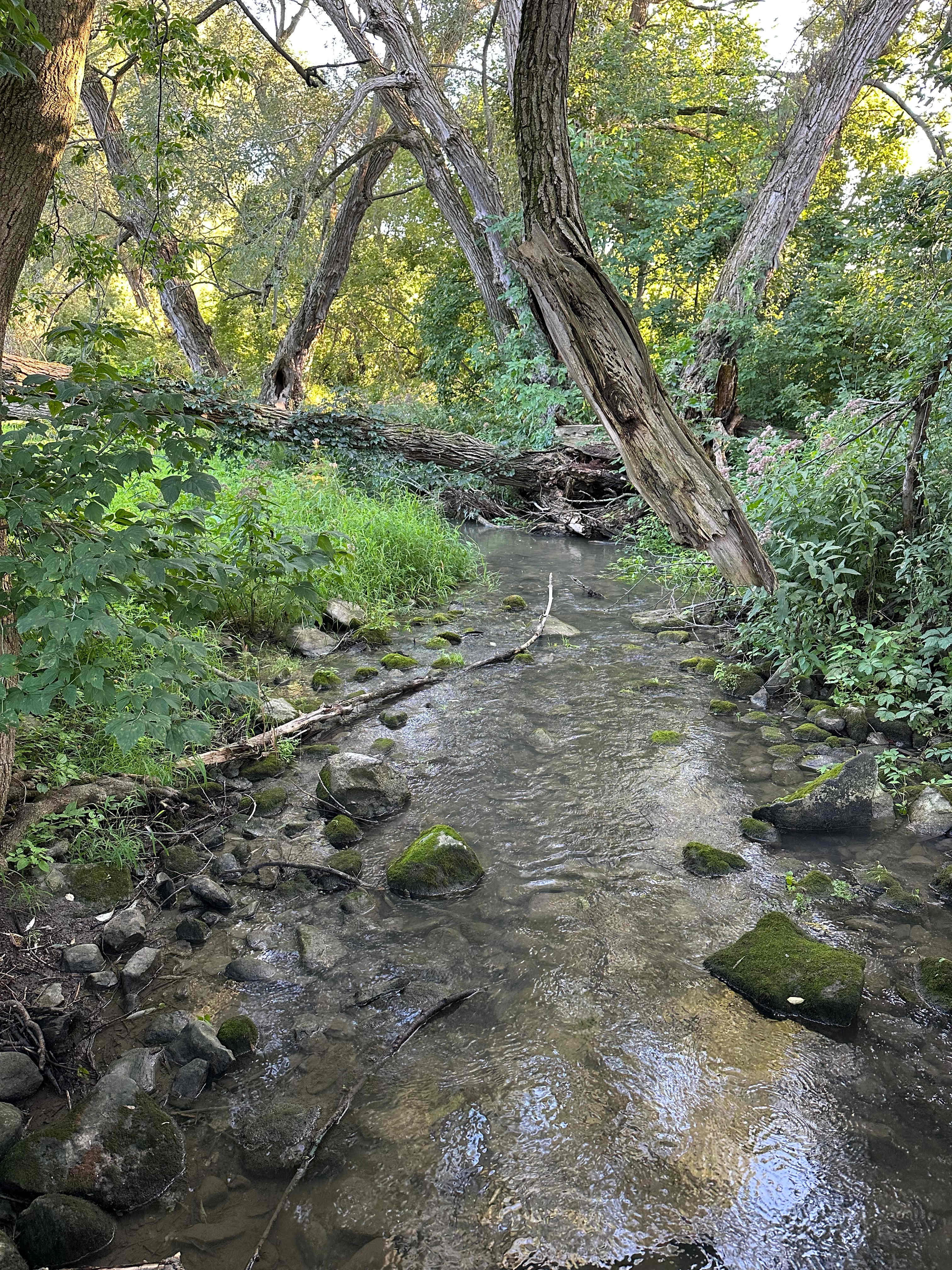 The creek 