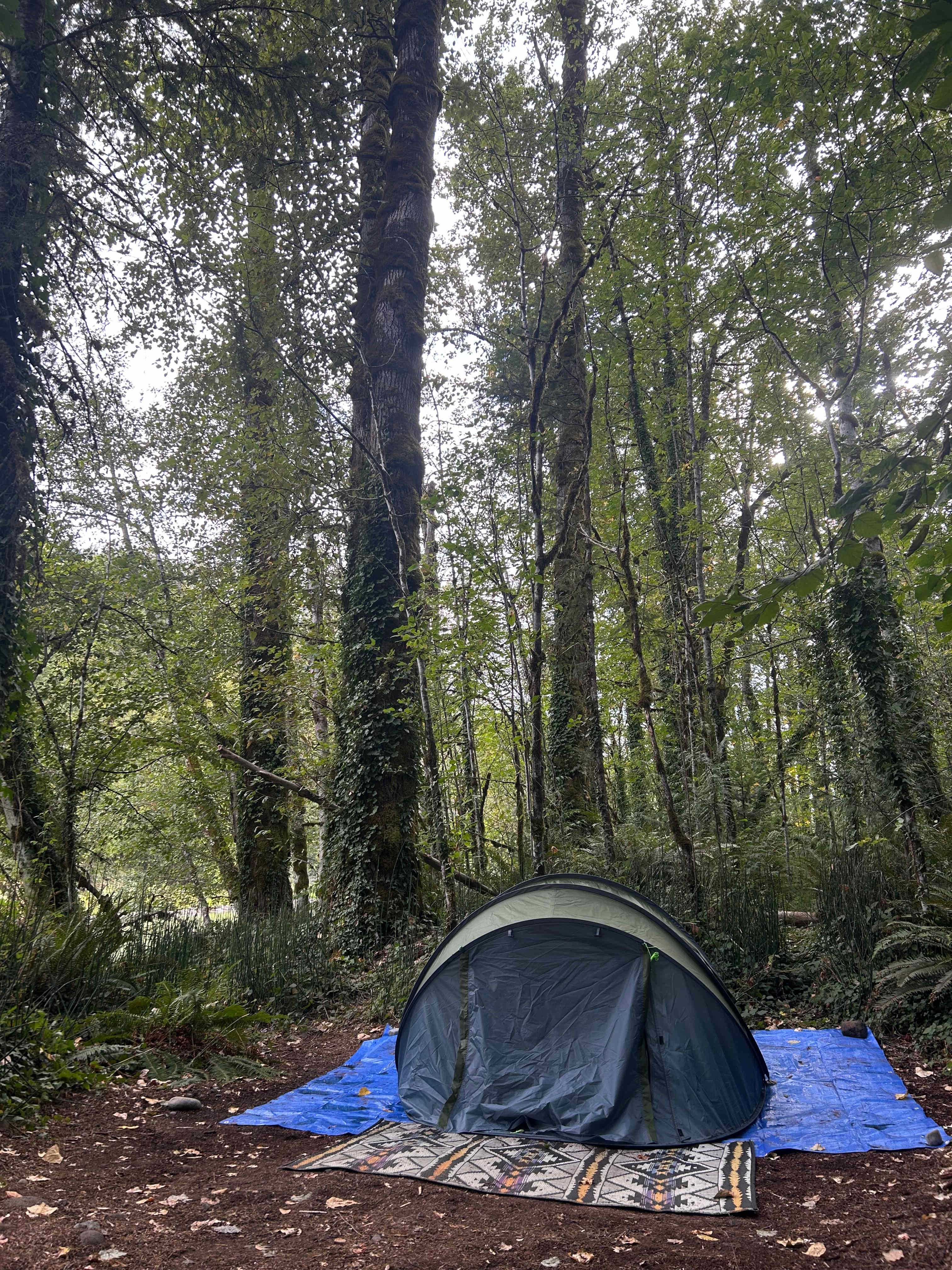 Mt. Hood Enchanted Forest