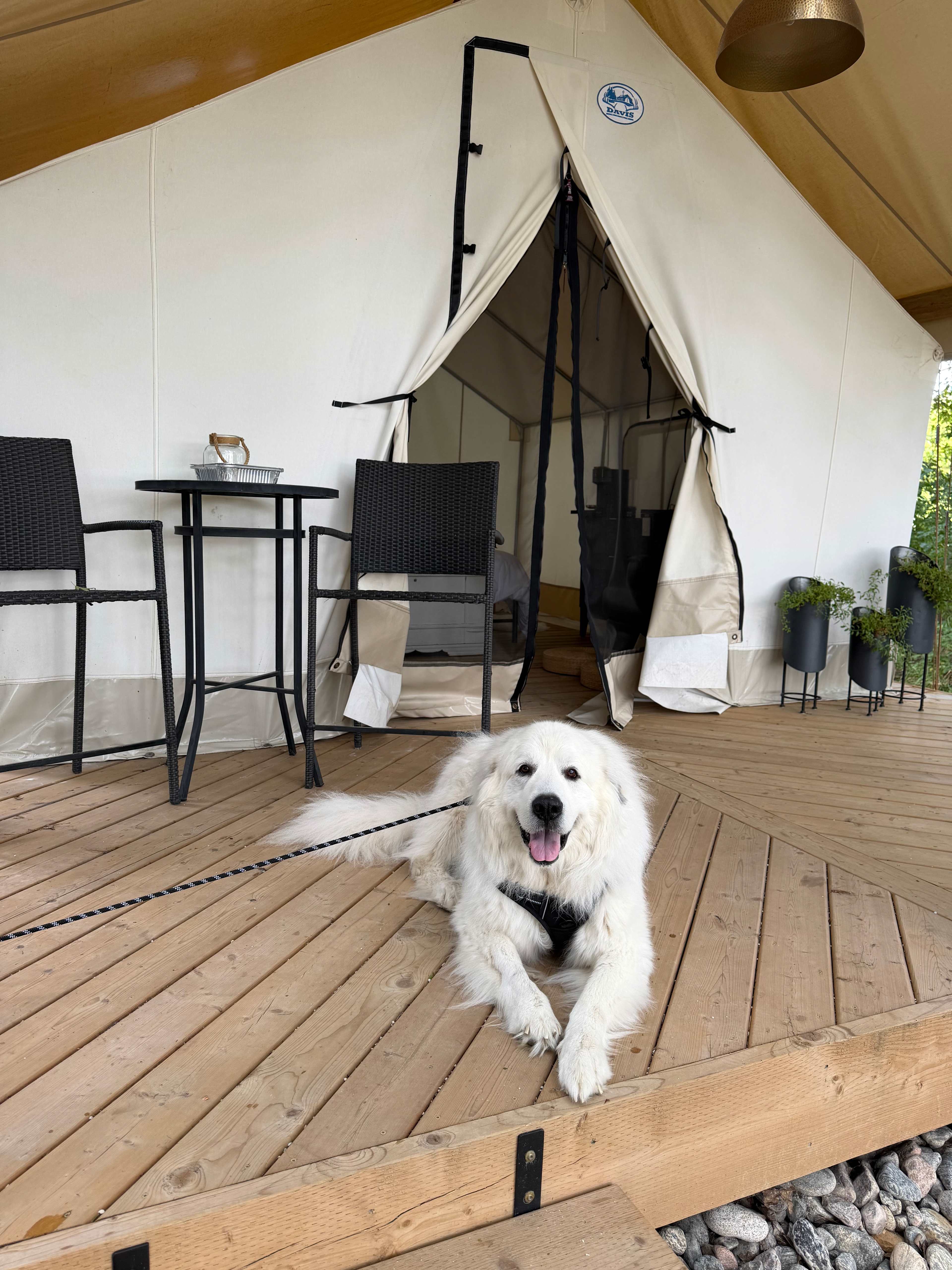 Mono Pines Glamping