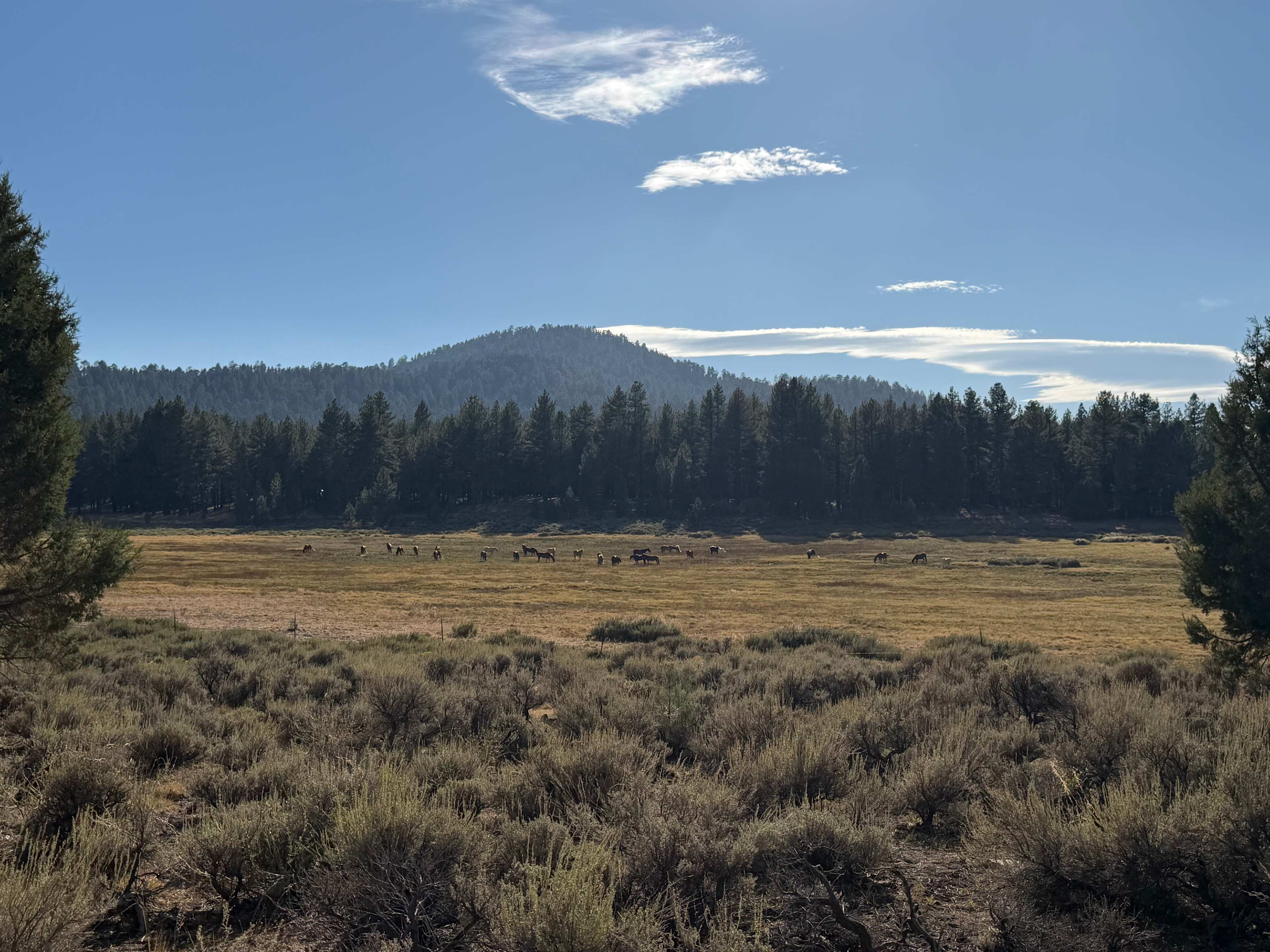 Holcomb Valley Ranch