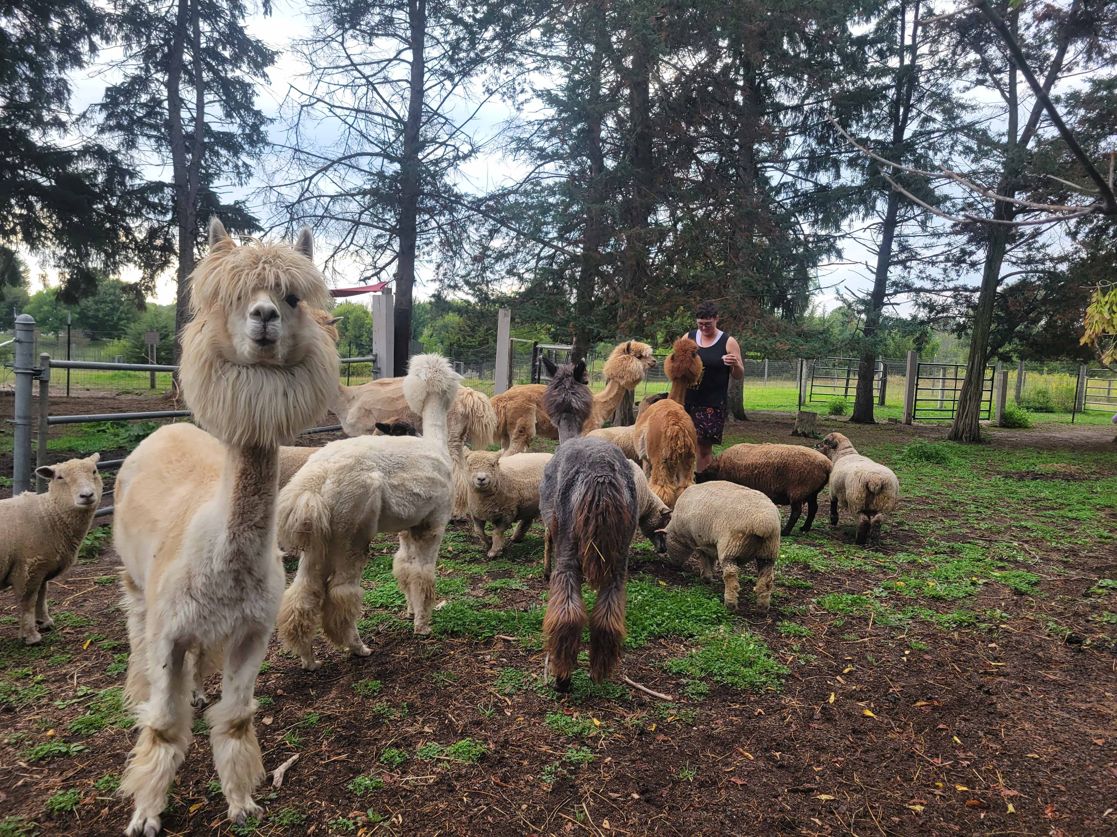 Evergreen Oasis Farm