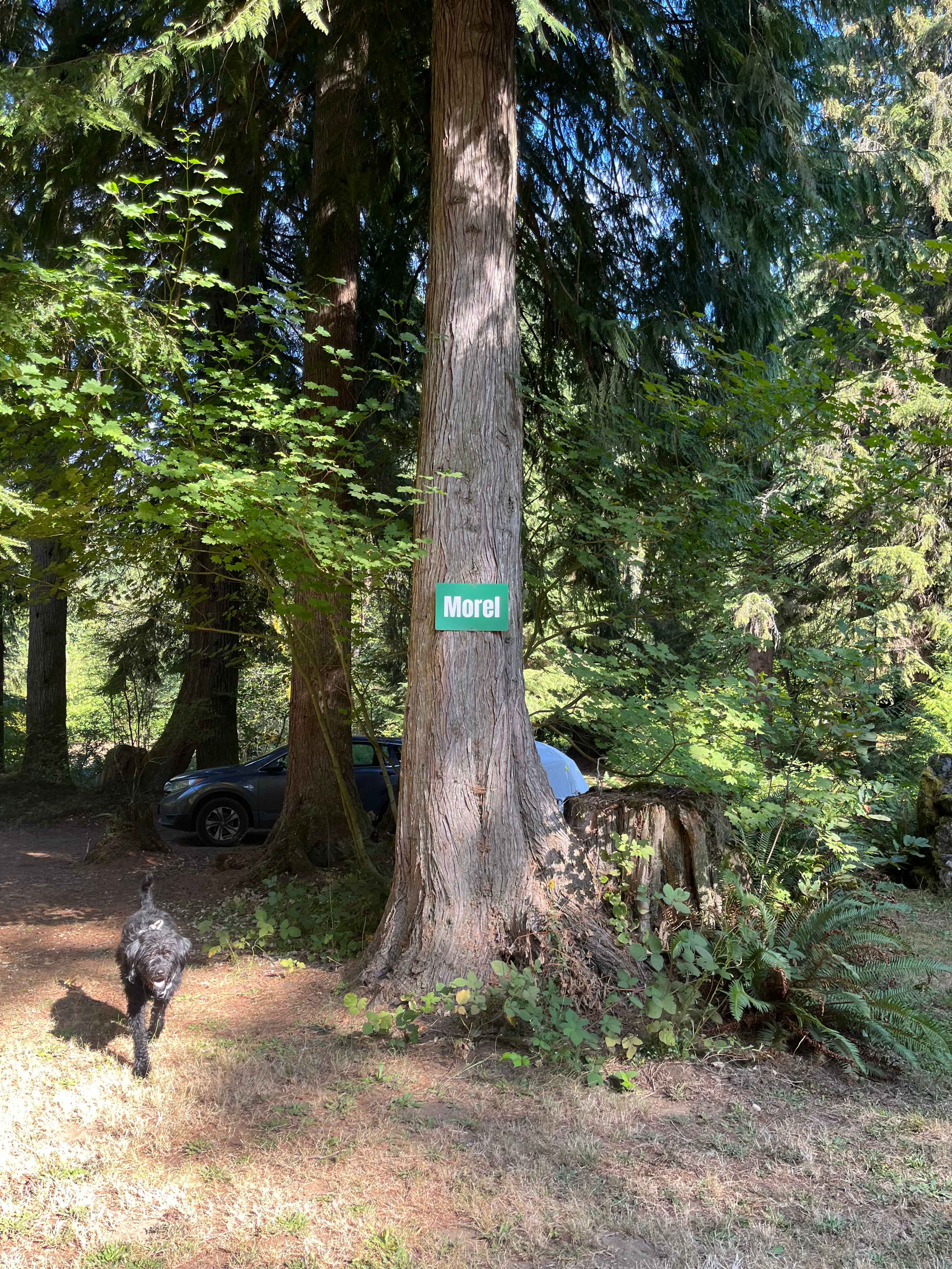 Camp Cedar Creek ⛺️🌲🚐