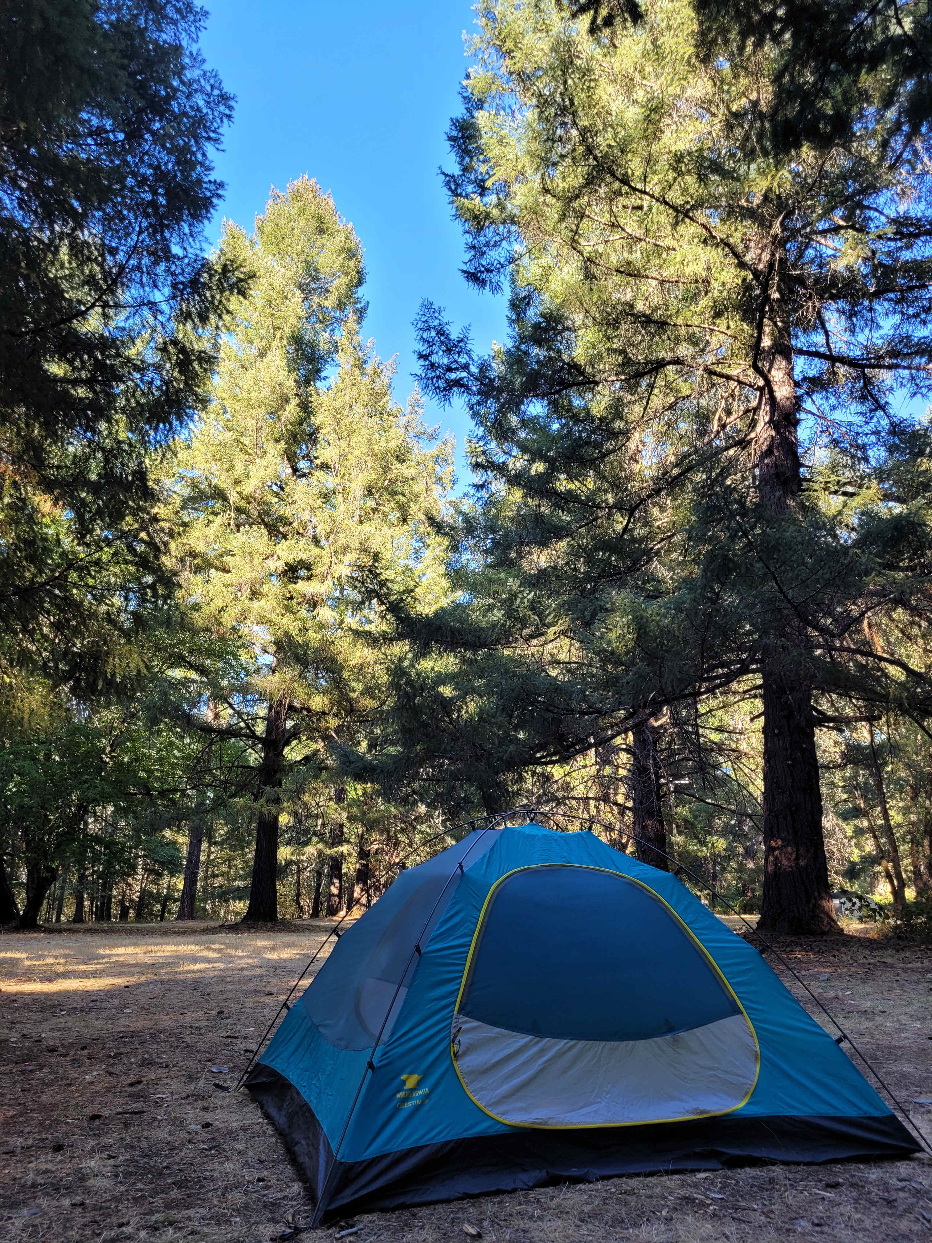 Cedar Bloom