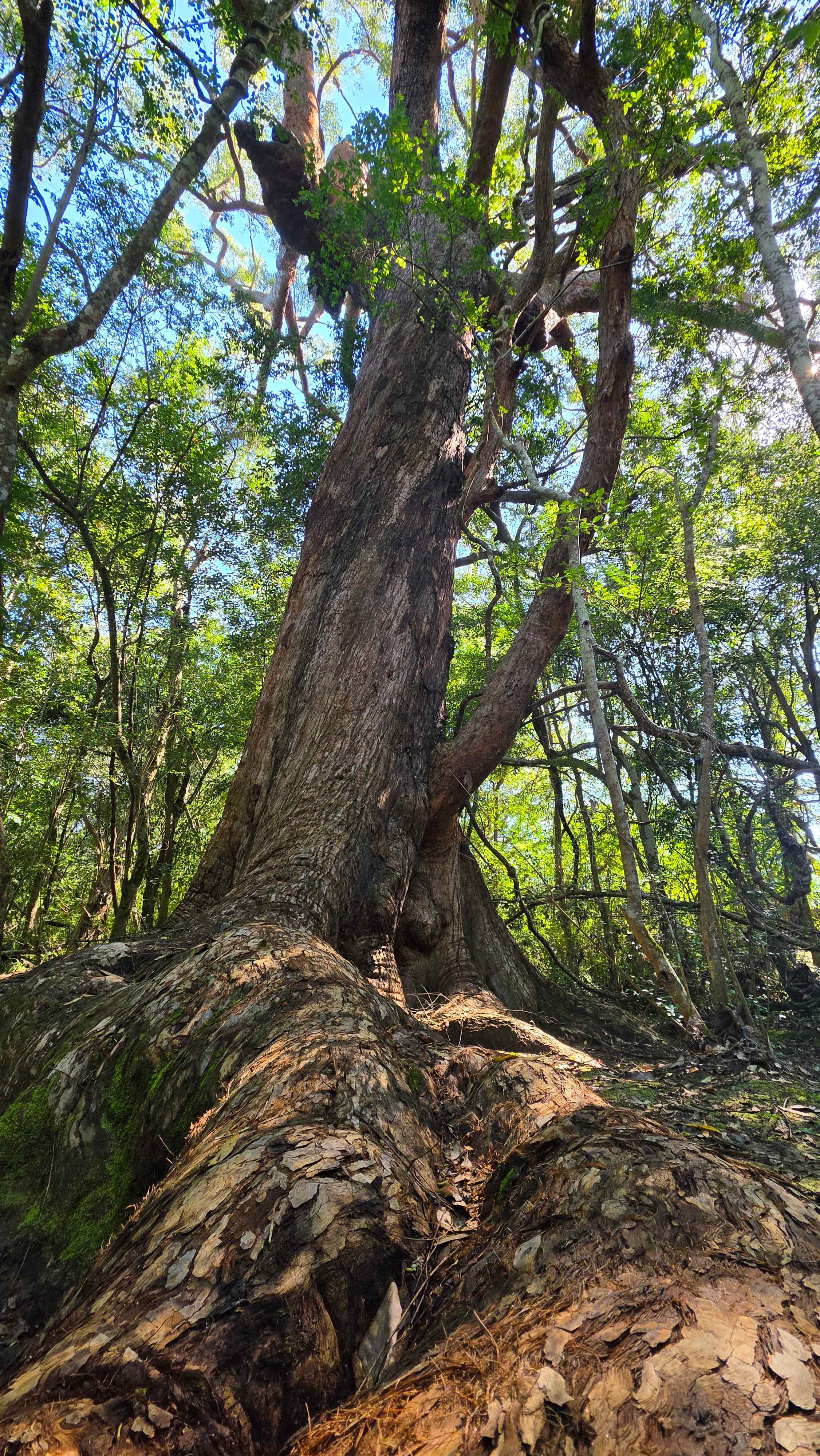 Beautiful big Gum