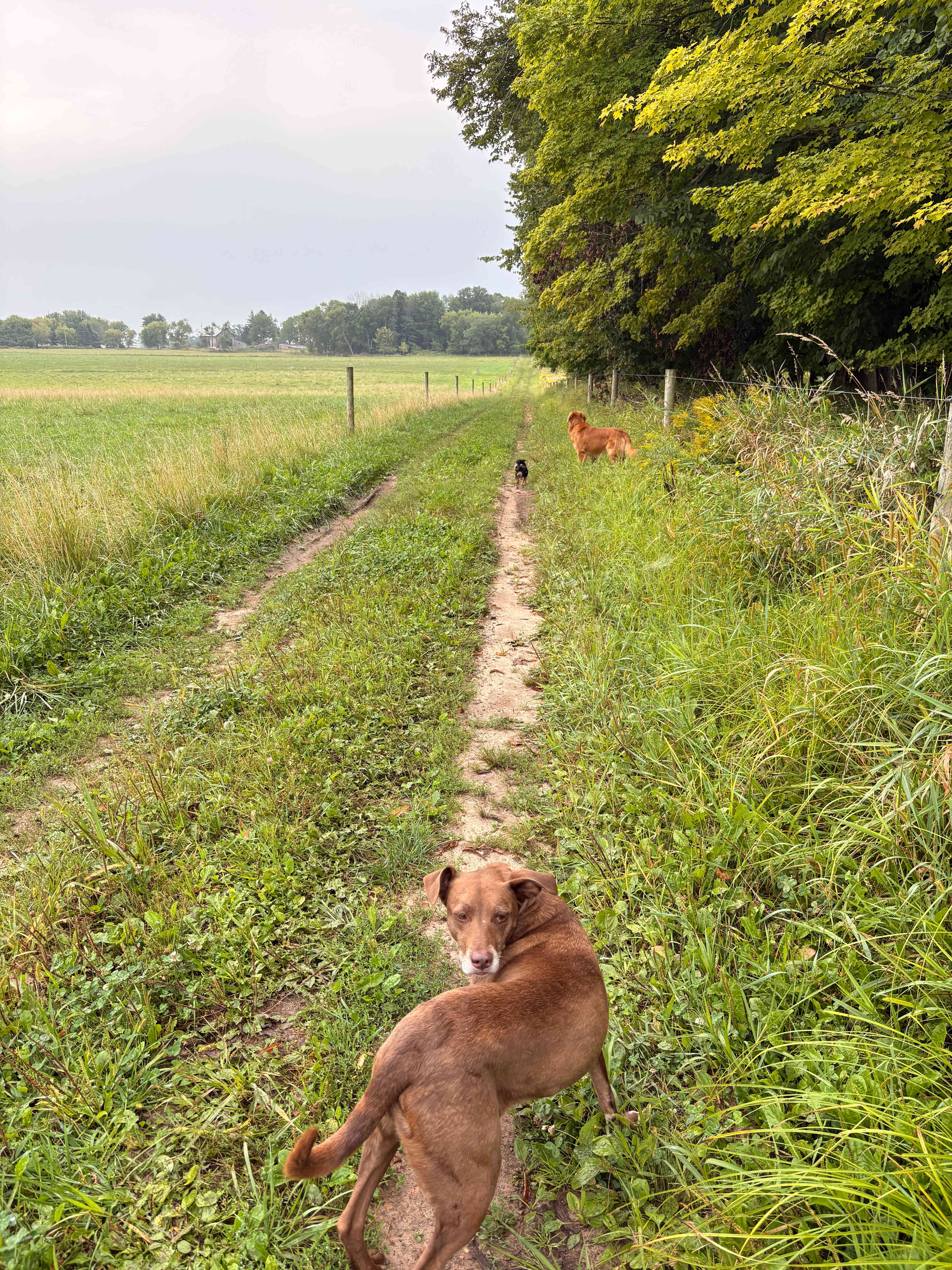 Bouressa Family Farm