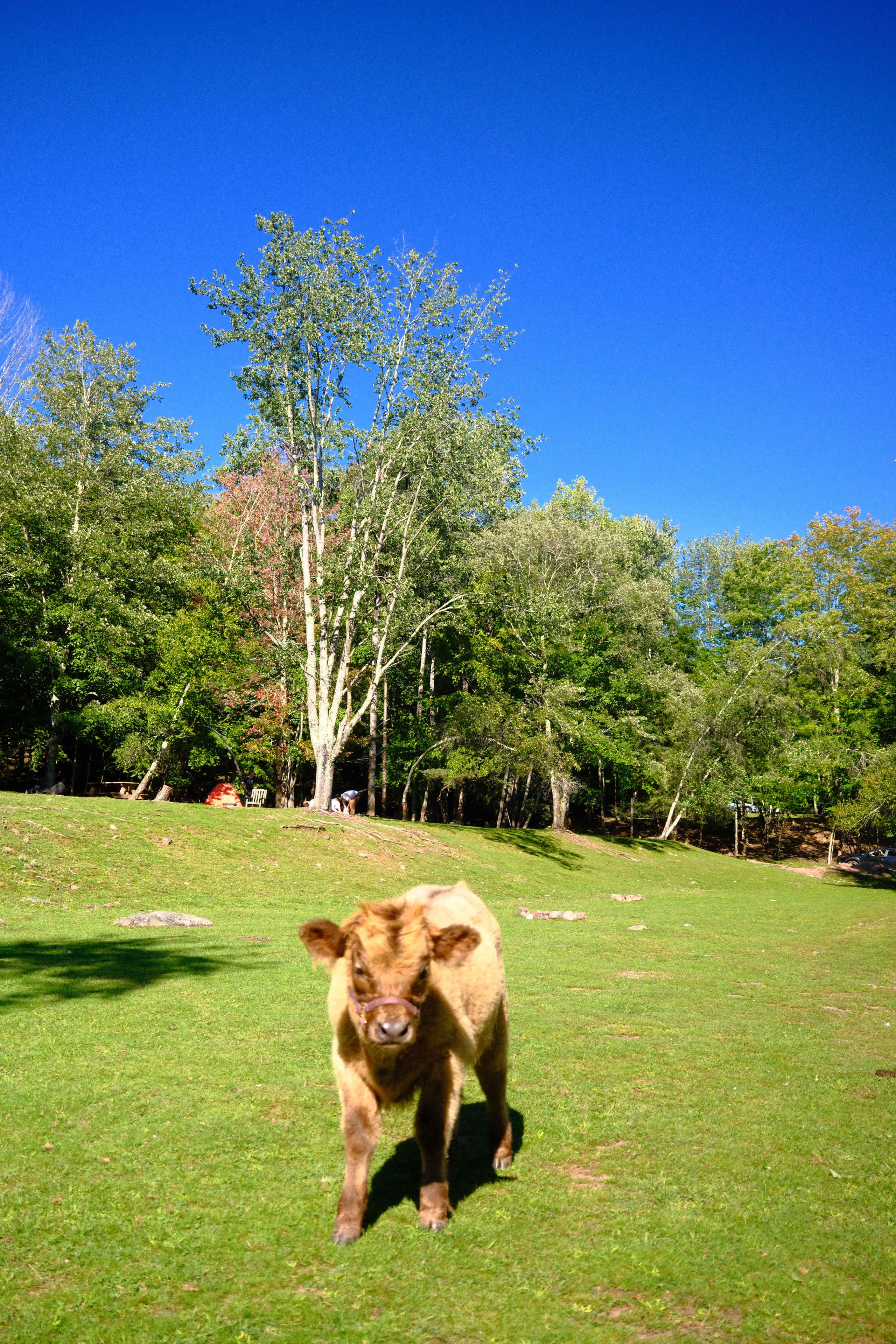 BeaverWood Farm (no children)