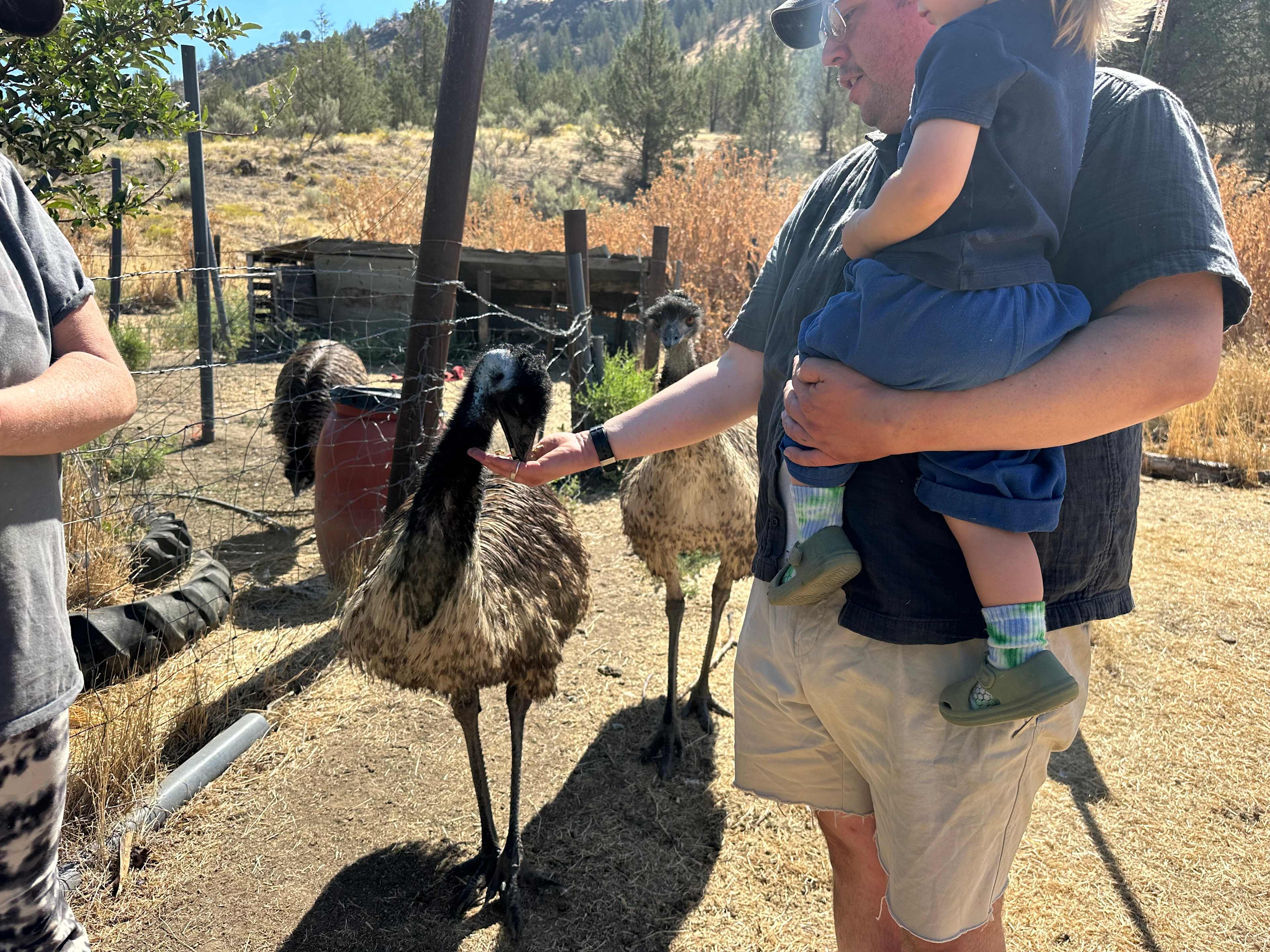 Emus!