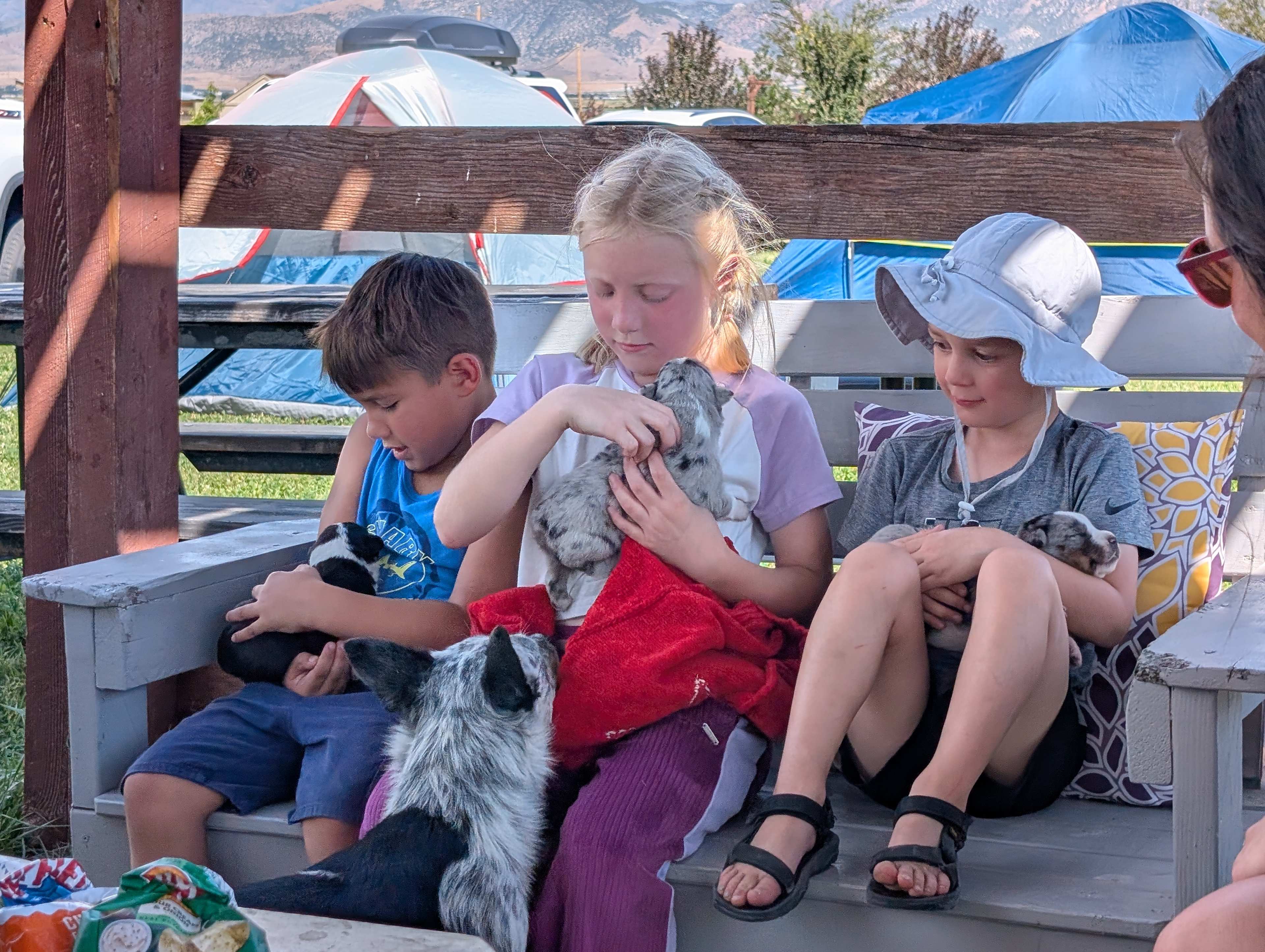 holding puppies