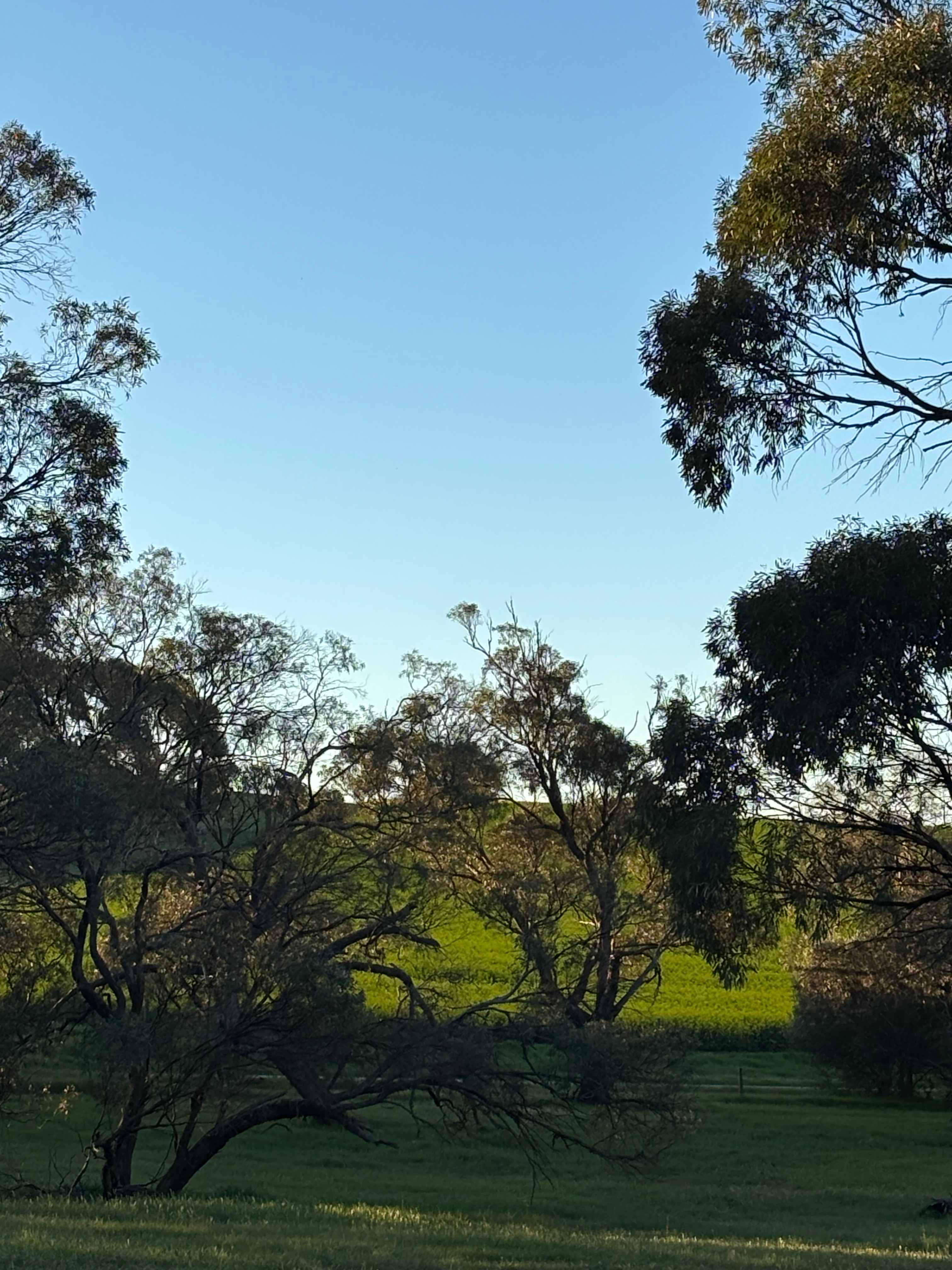 Tarlee - Serenity