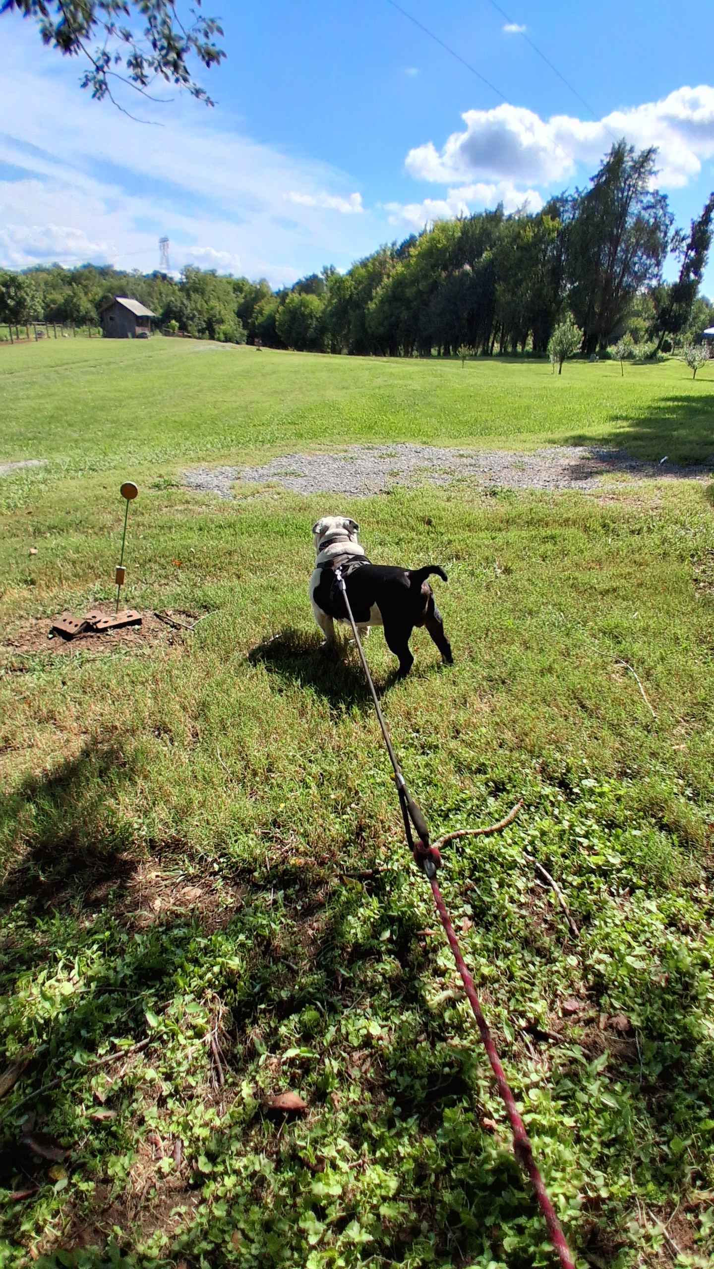 The Dancing Pig On Abbotts Creek