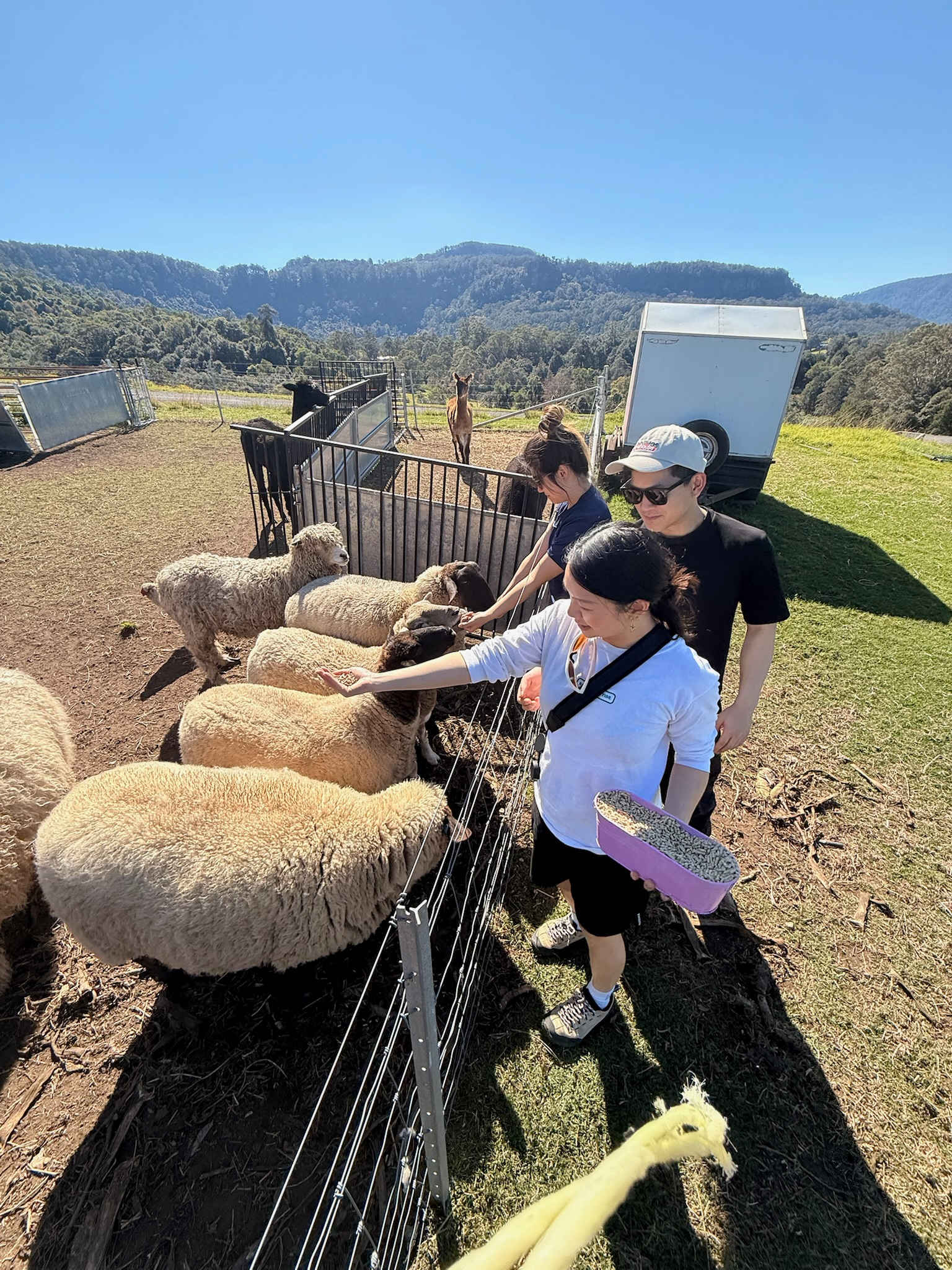 Young Macdonald’s Farm