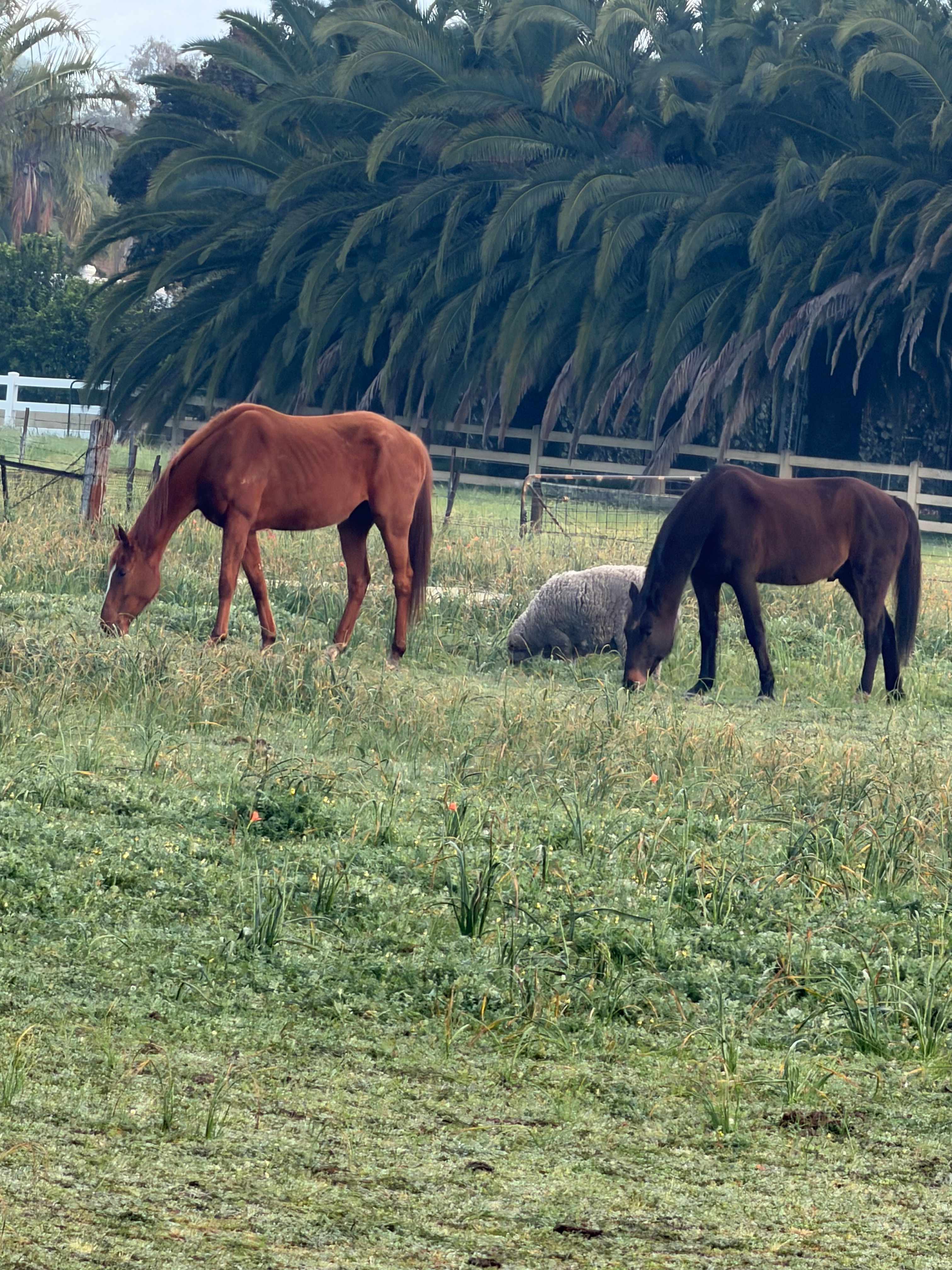 Everything Horses Ltd