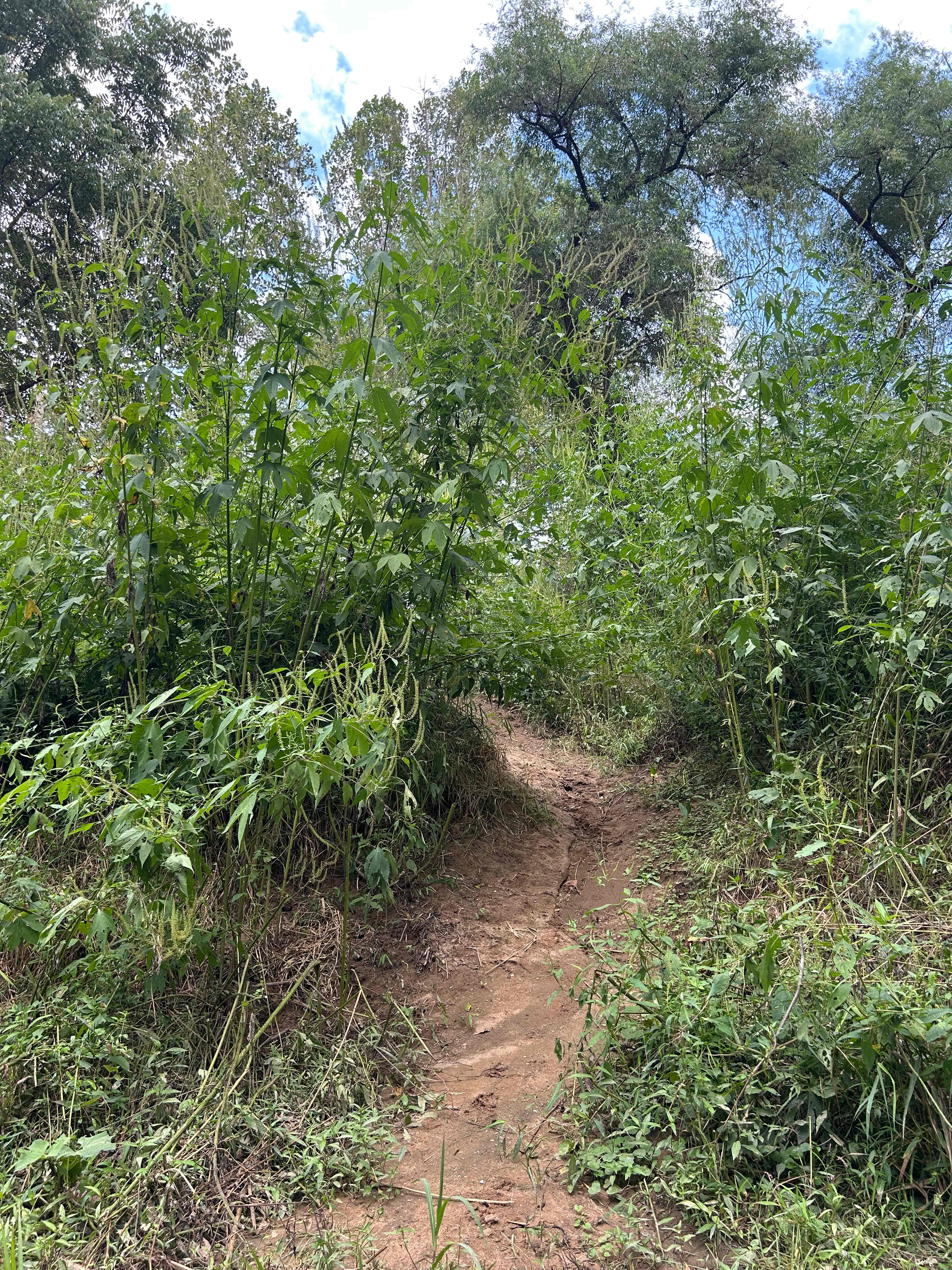 The path from the river to the campsite 