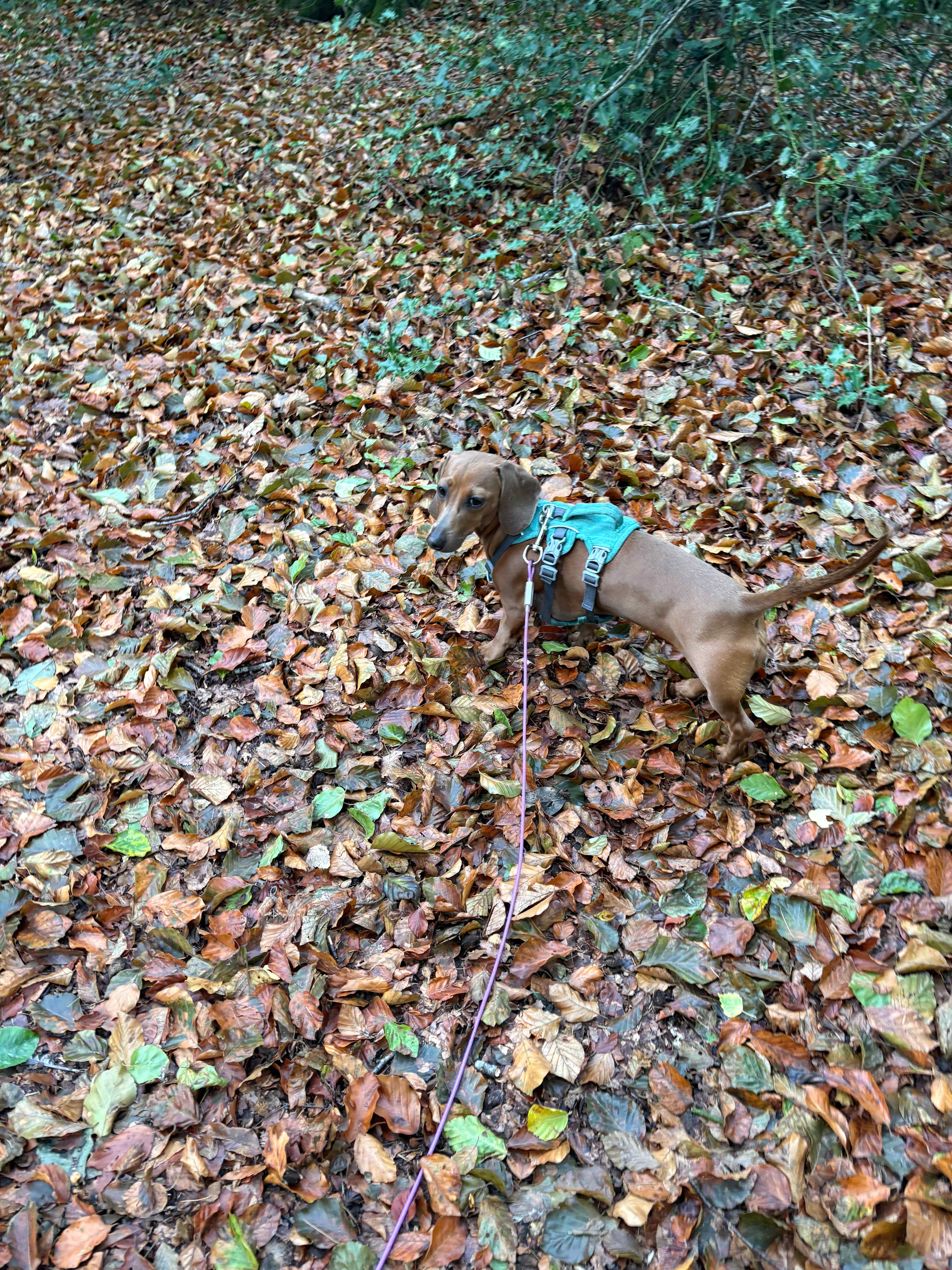 Woodland walk