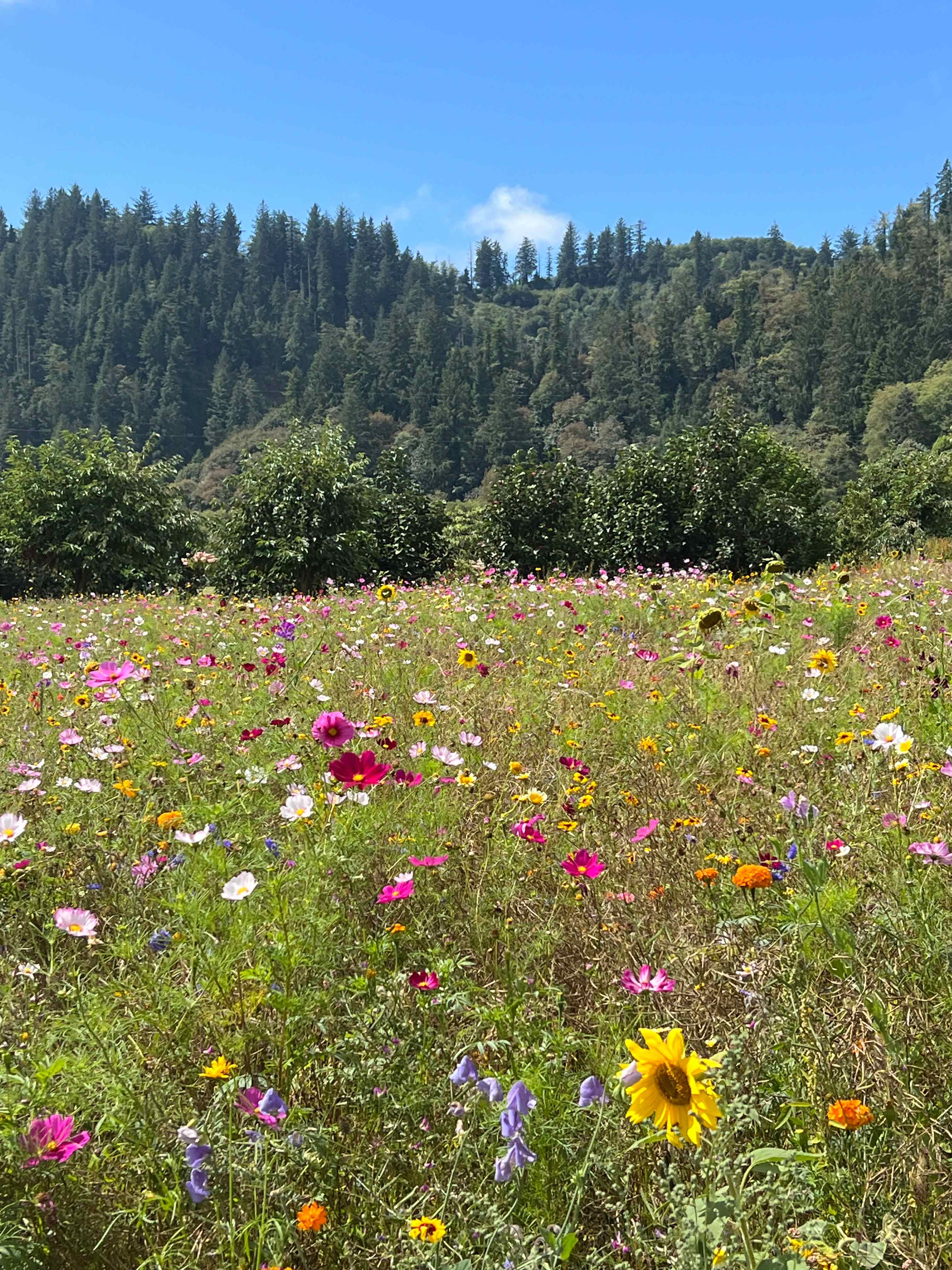 The Hydrangea Ranch