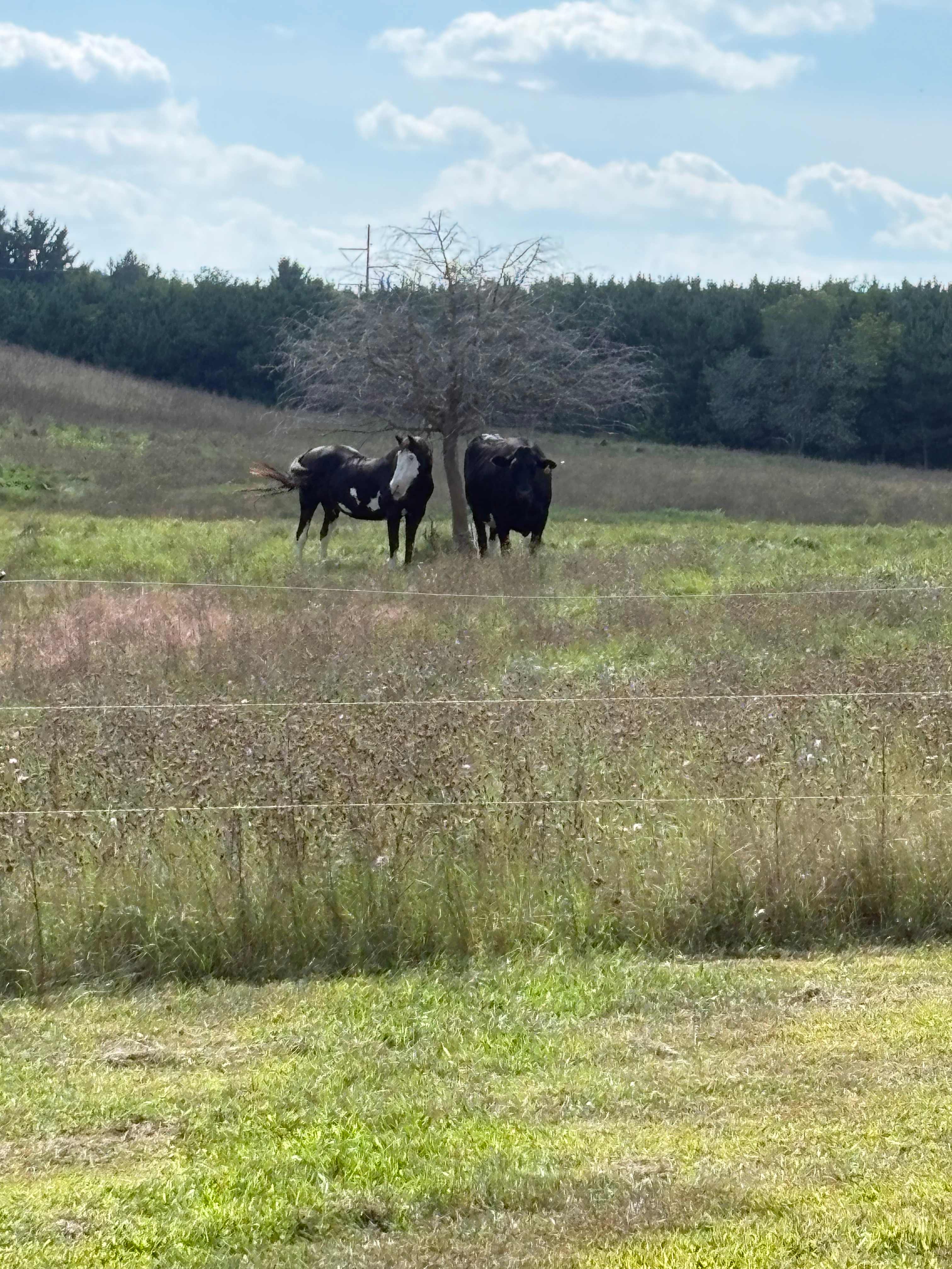 RileyCrest Farm