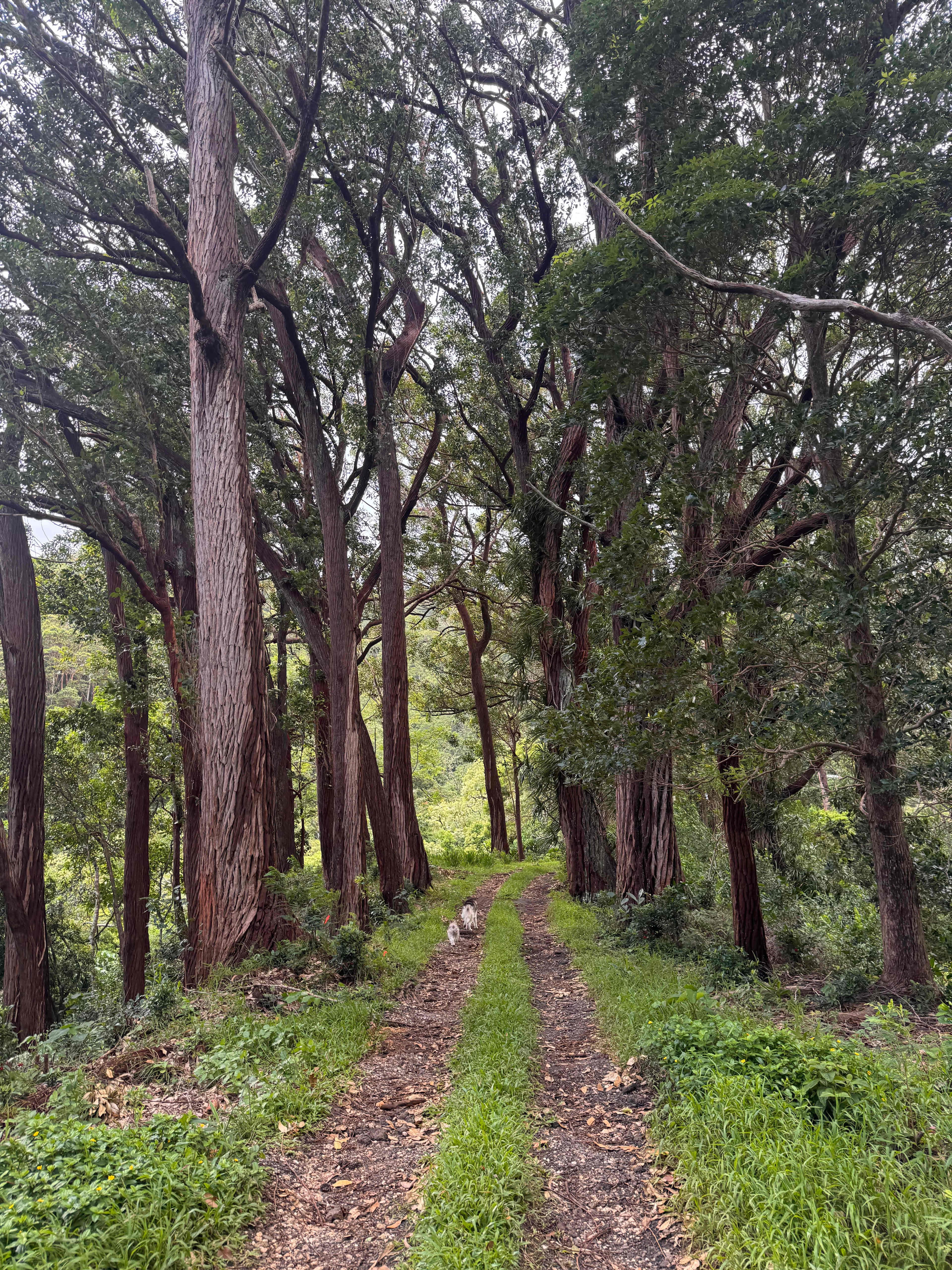 Palolo Paradise Preserve