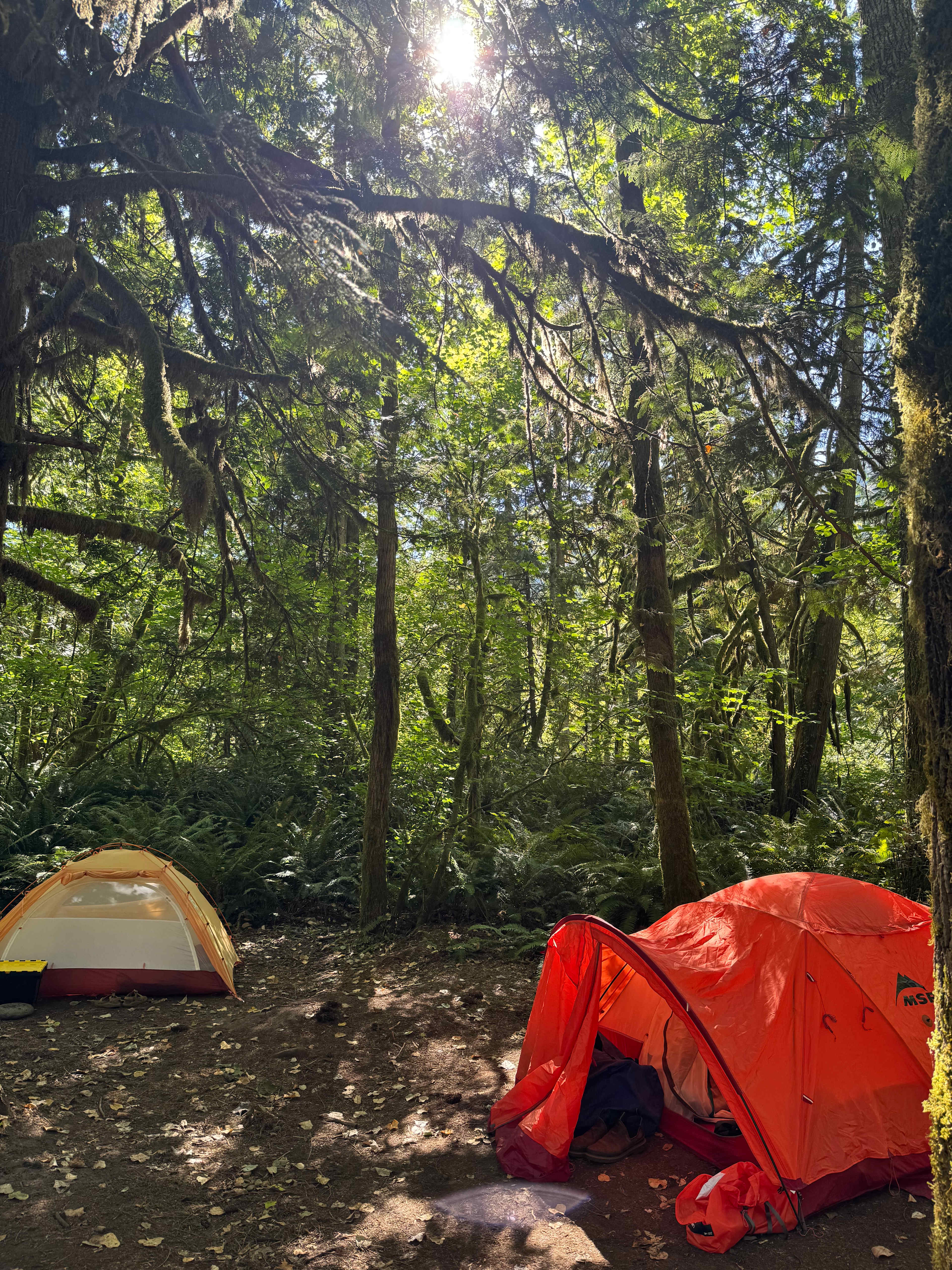 Mt. Hood Enchanted Forest