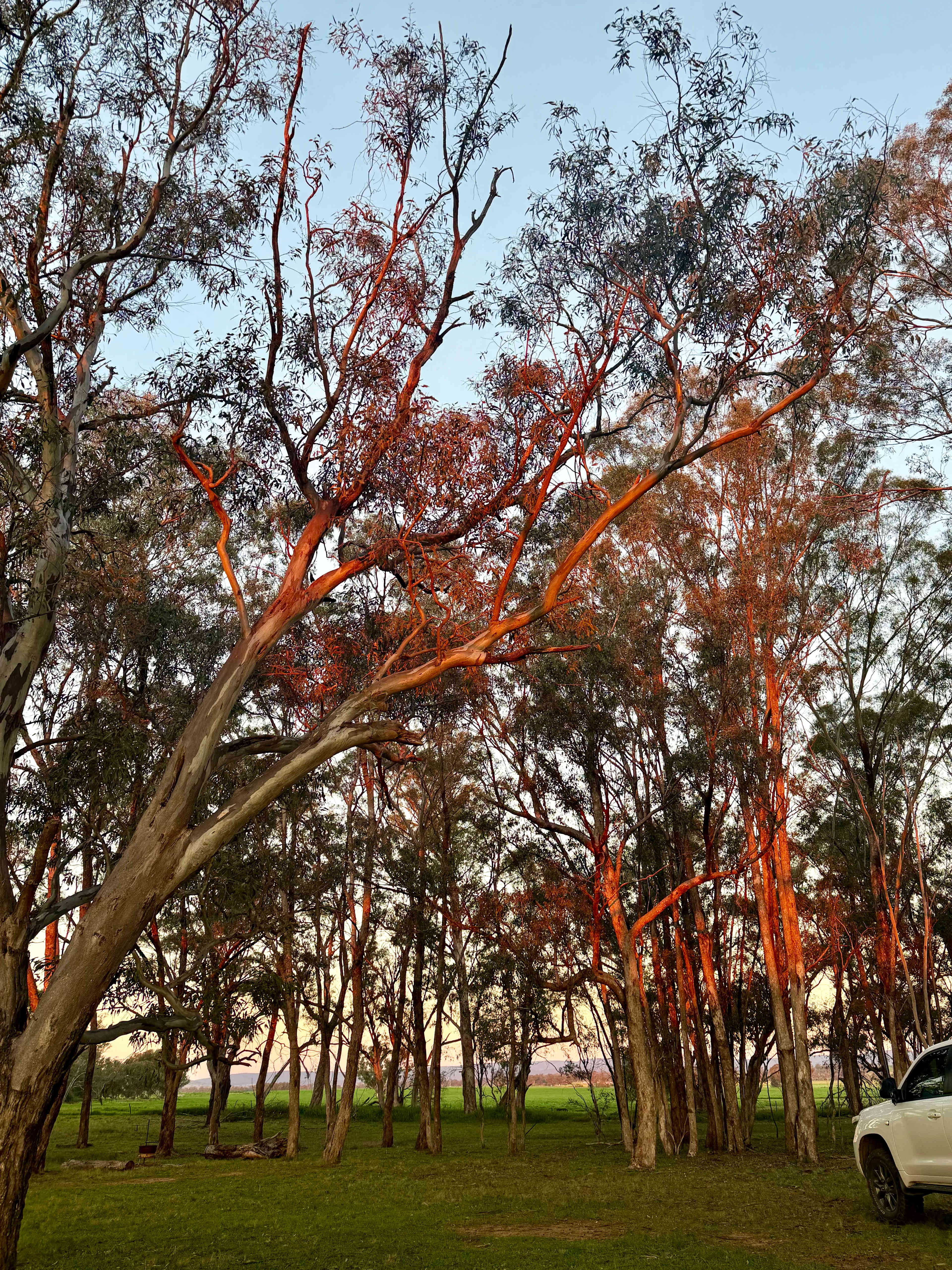 Burrill Creek Camping