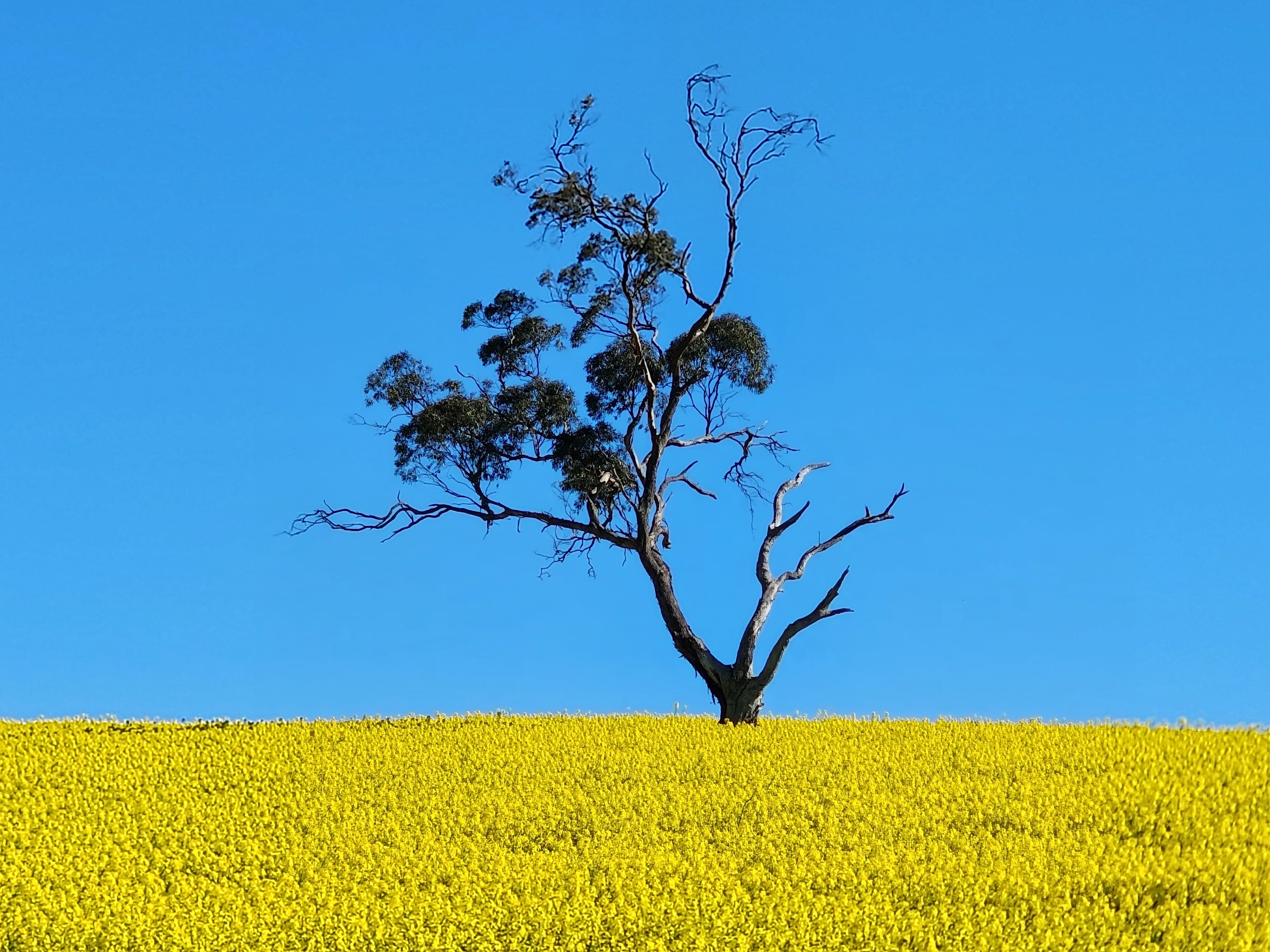 Tarlee - Serenity