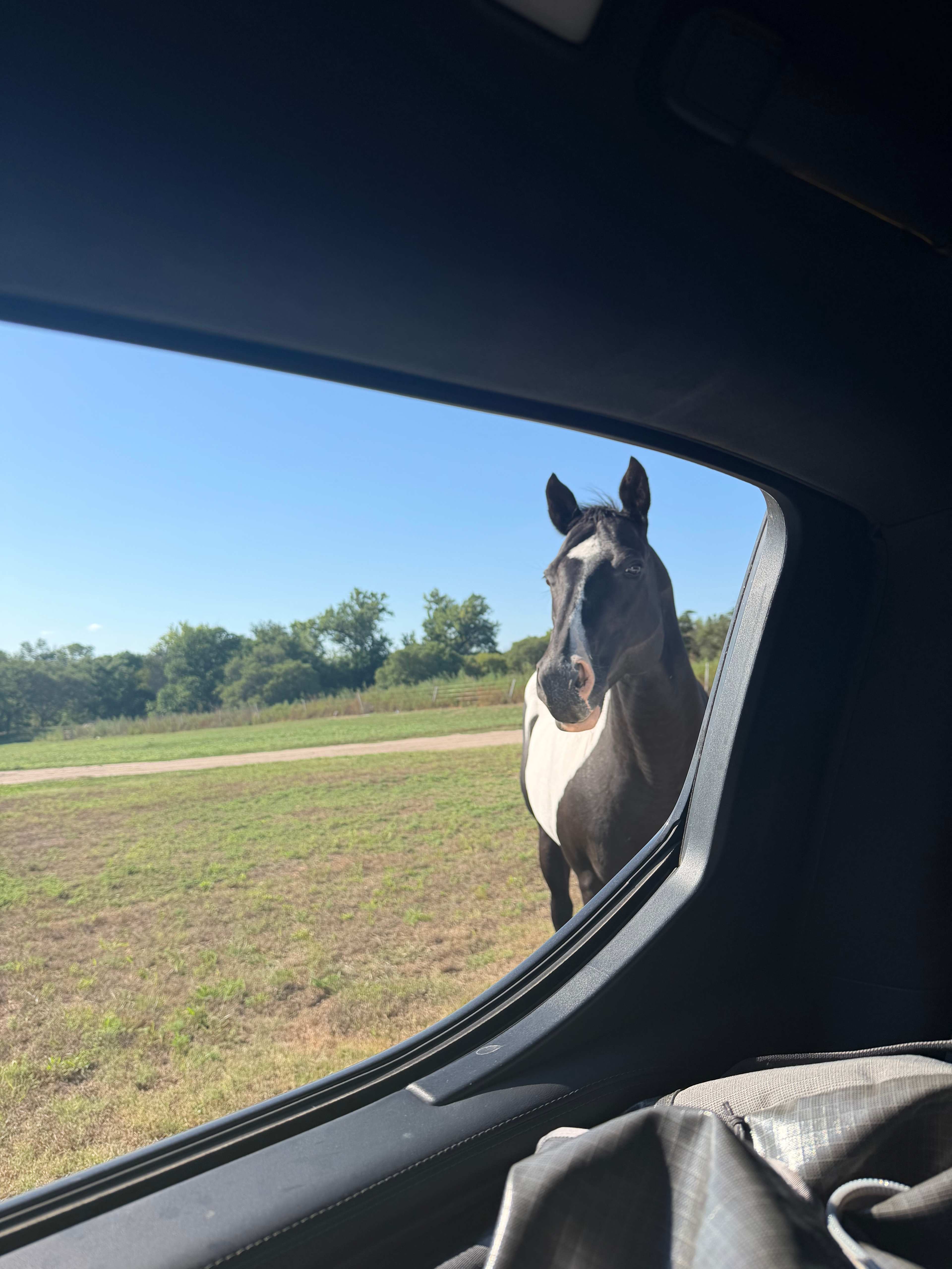 Horse welcome