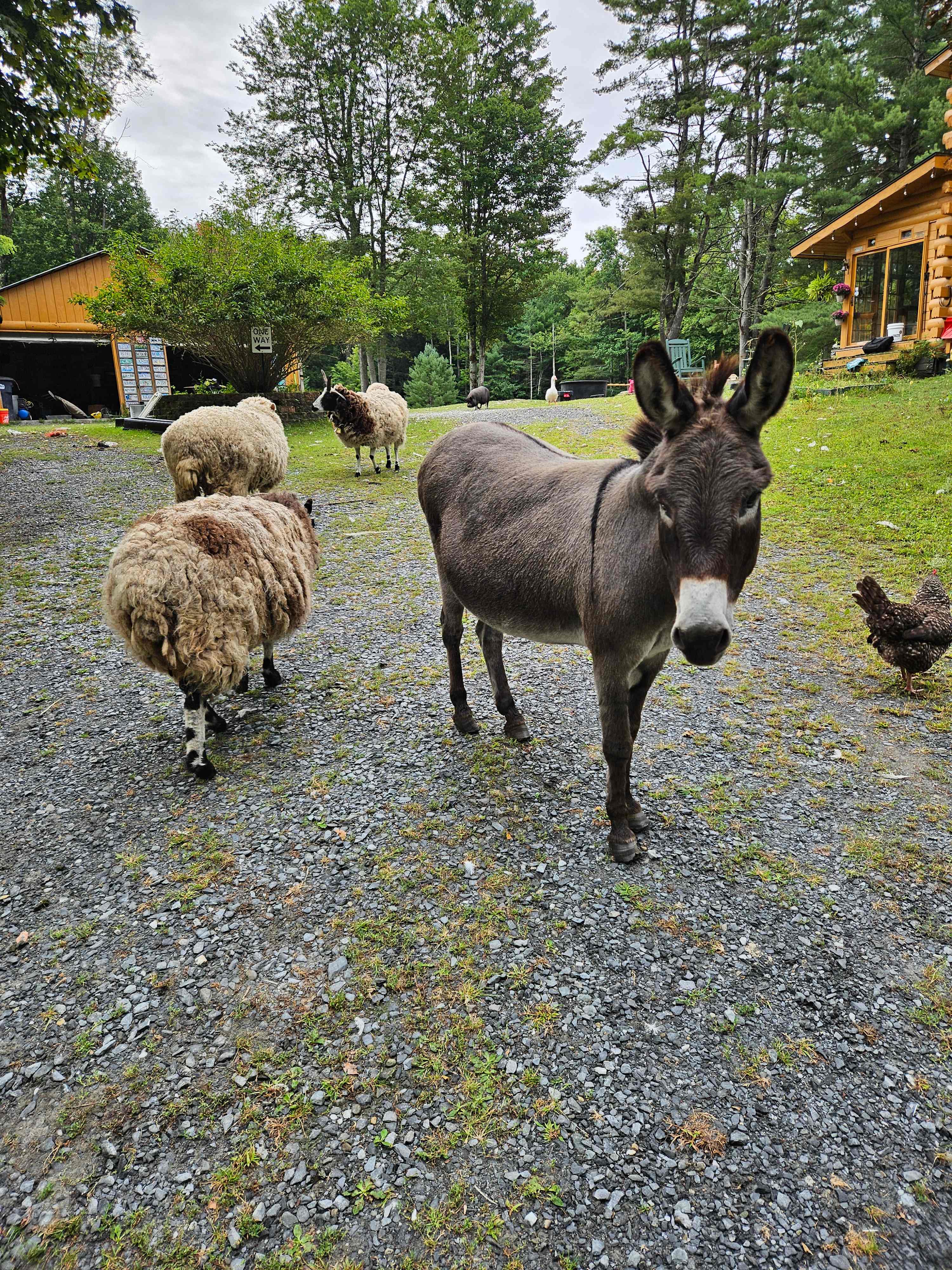 Willoughby Farm Animal Rescue