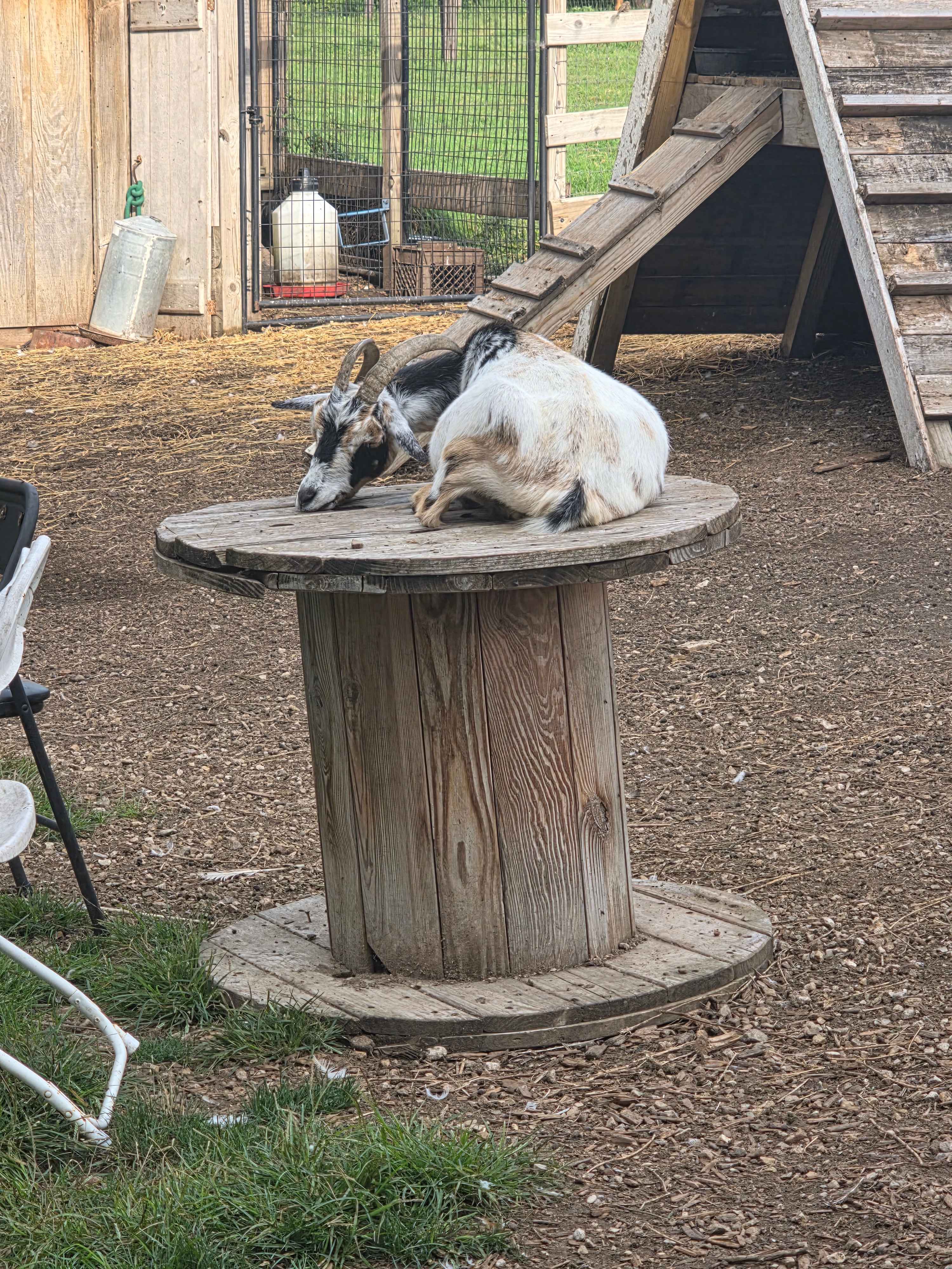 Windy Goat Acres
