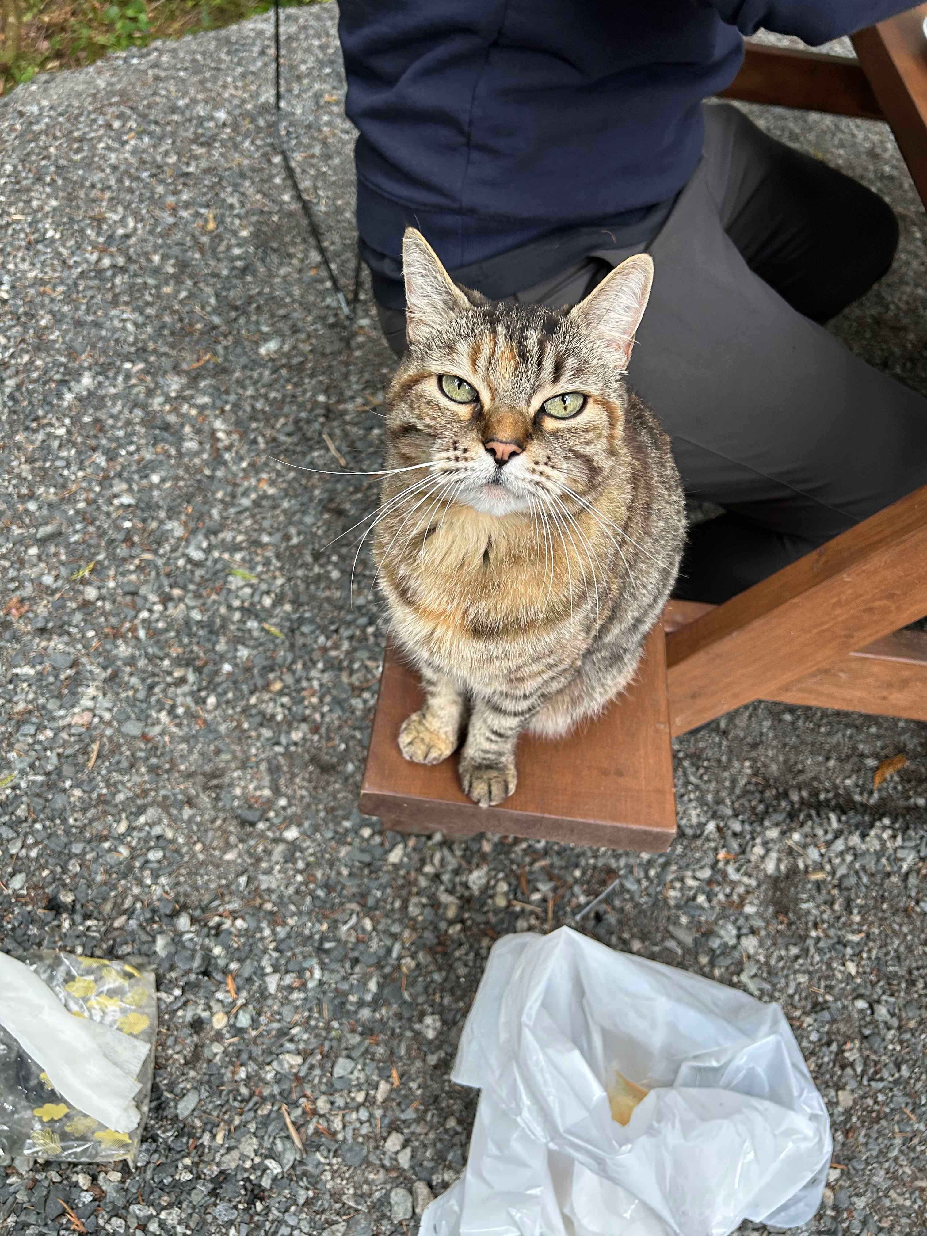 Local campsite cat 