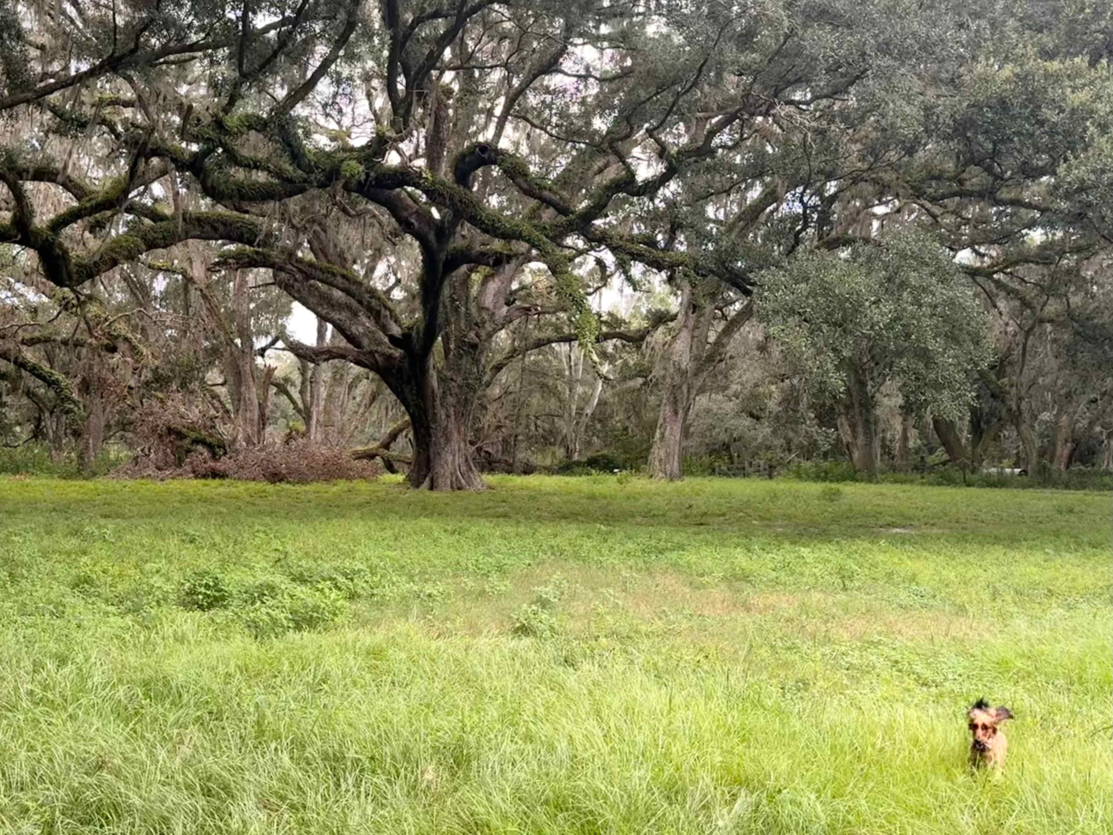 Grazing Oaks Ranch RV and Horse Stables