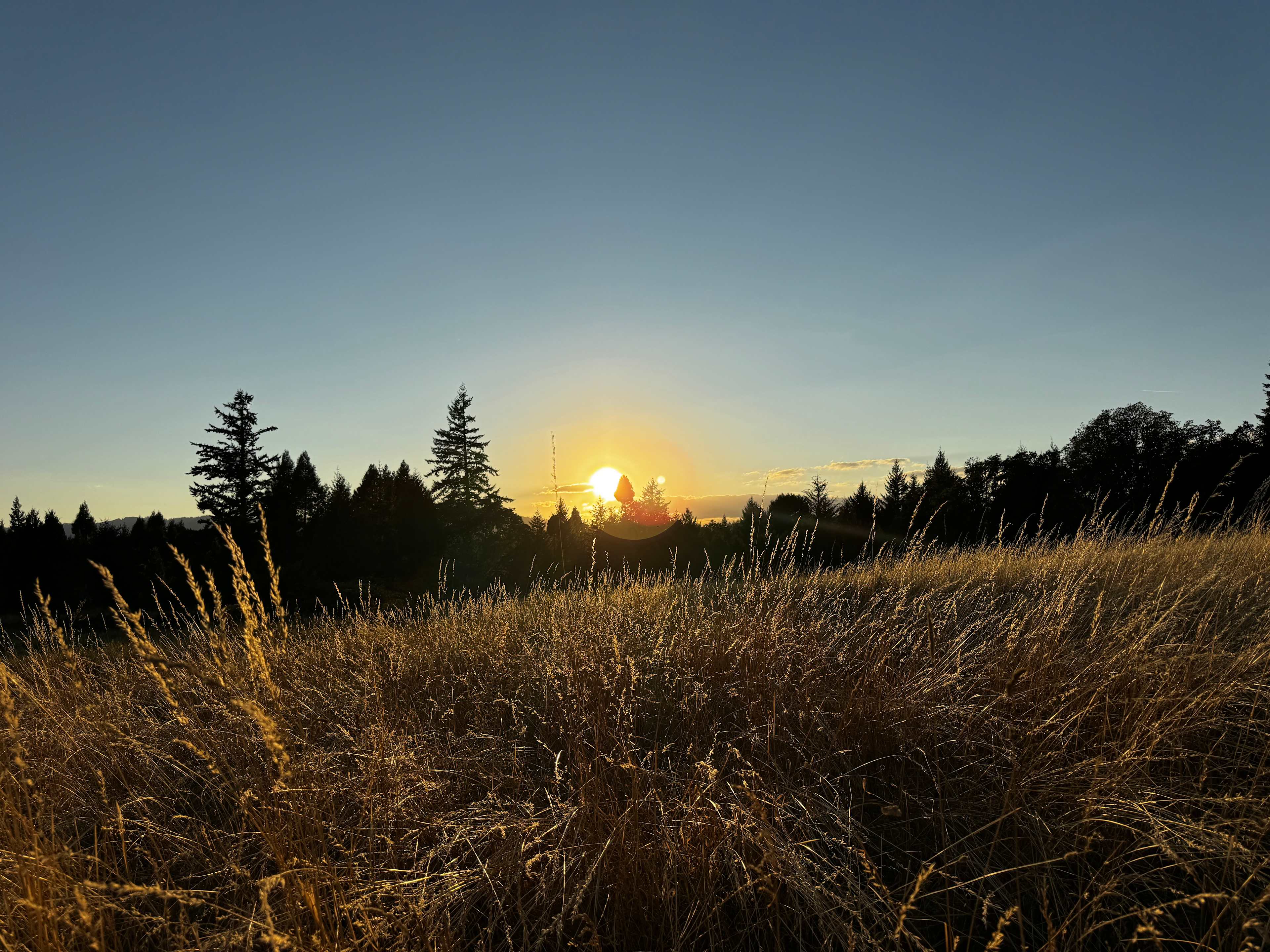 Moon Shadow Meadows