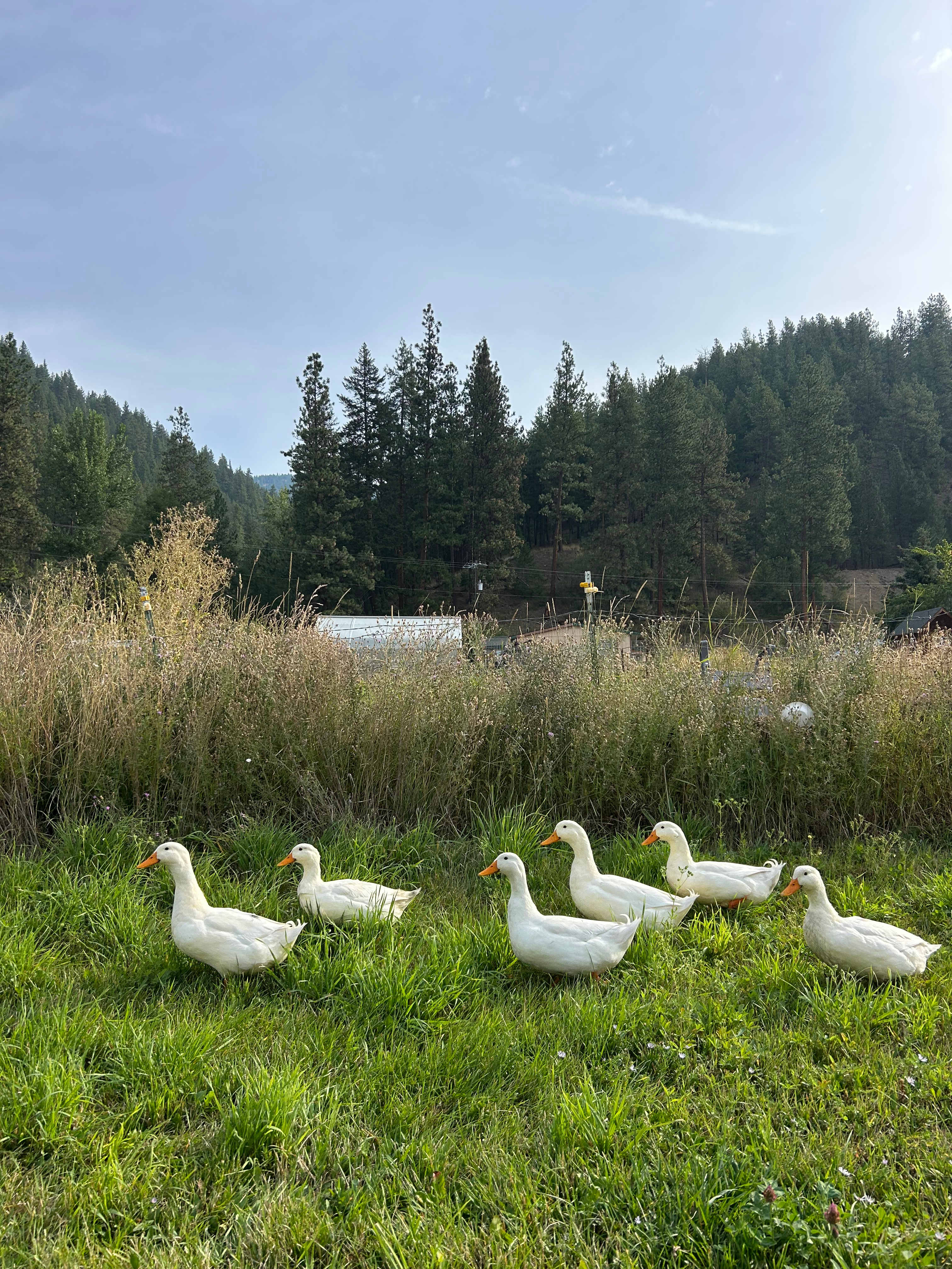 Rainbow Gulch Farm