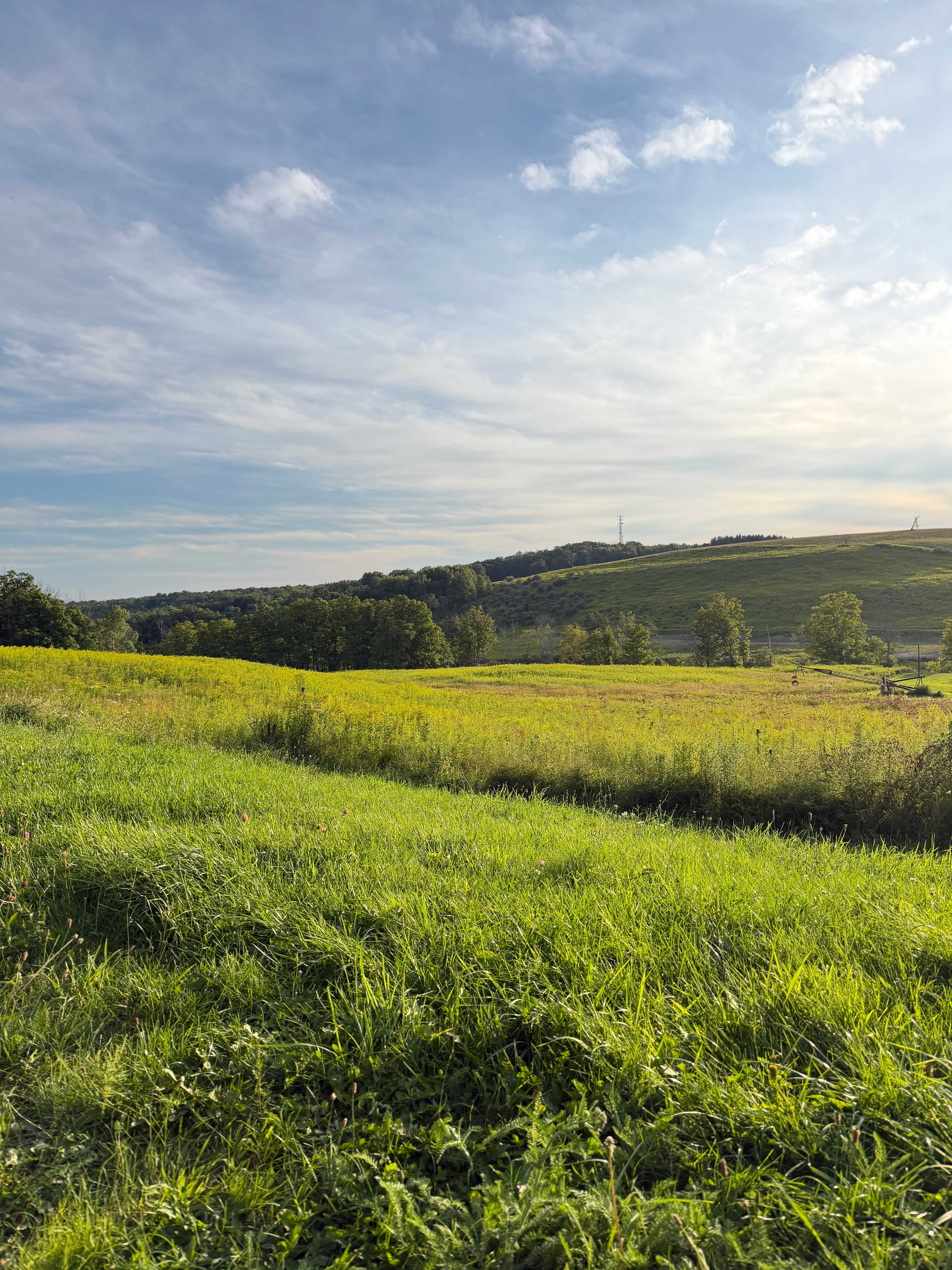 Firefly field